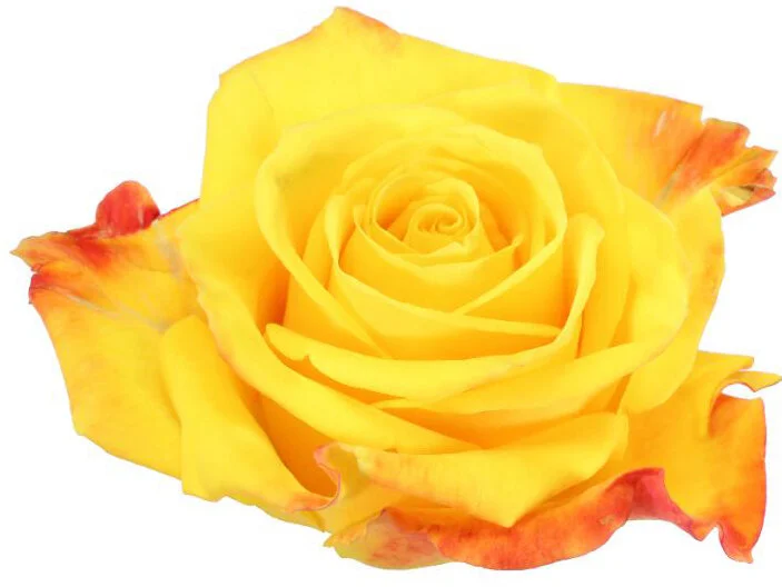 Rosa Intense