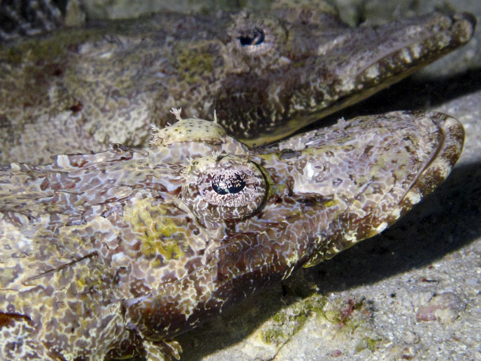 Cymbacephalus Beauforts, Crocodilefish