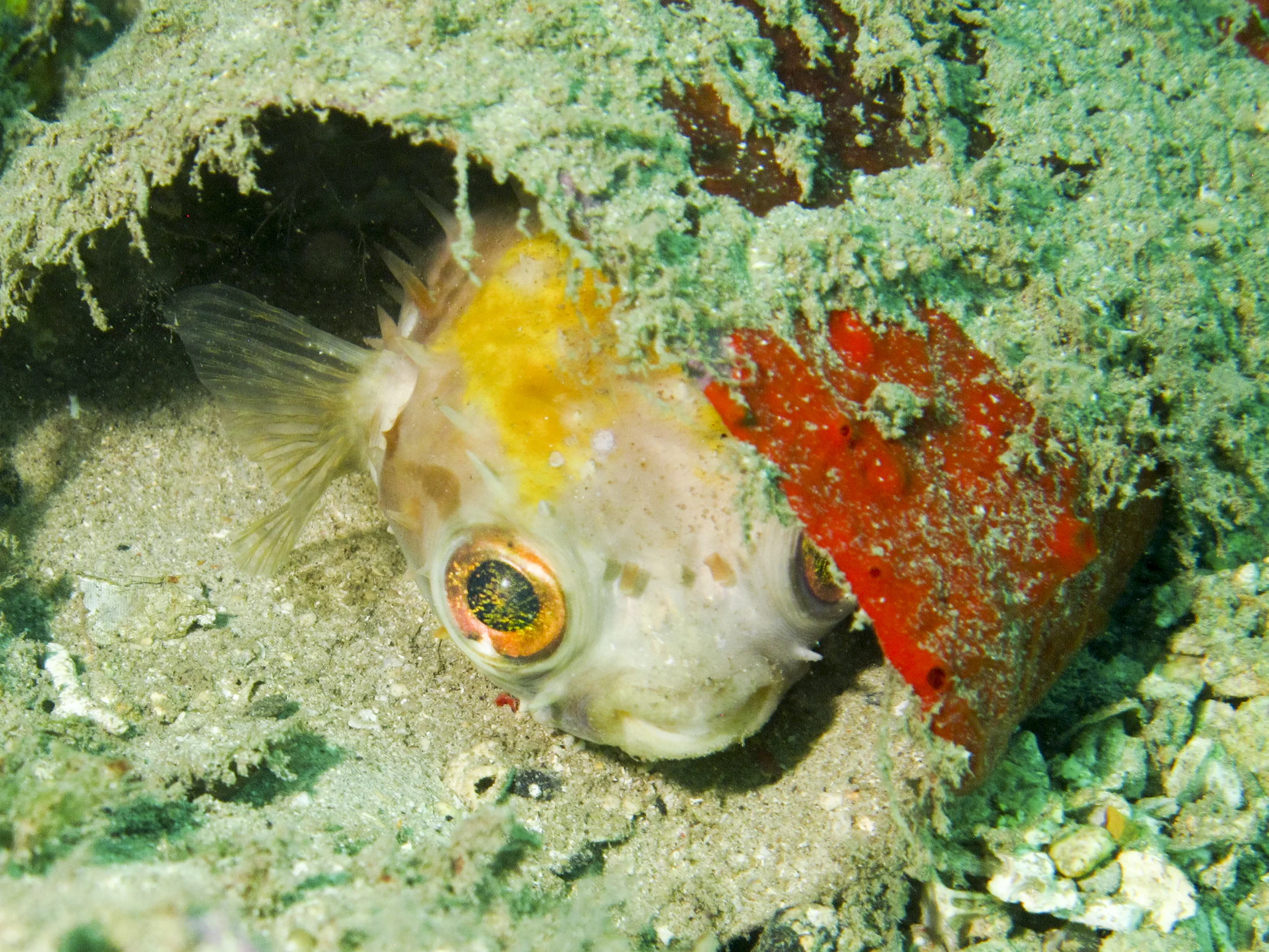 Porcupinefish