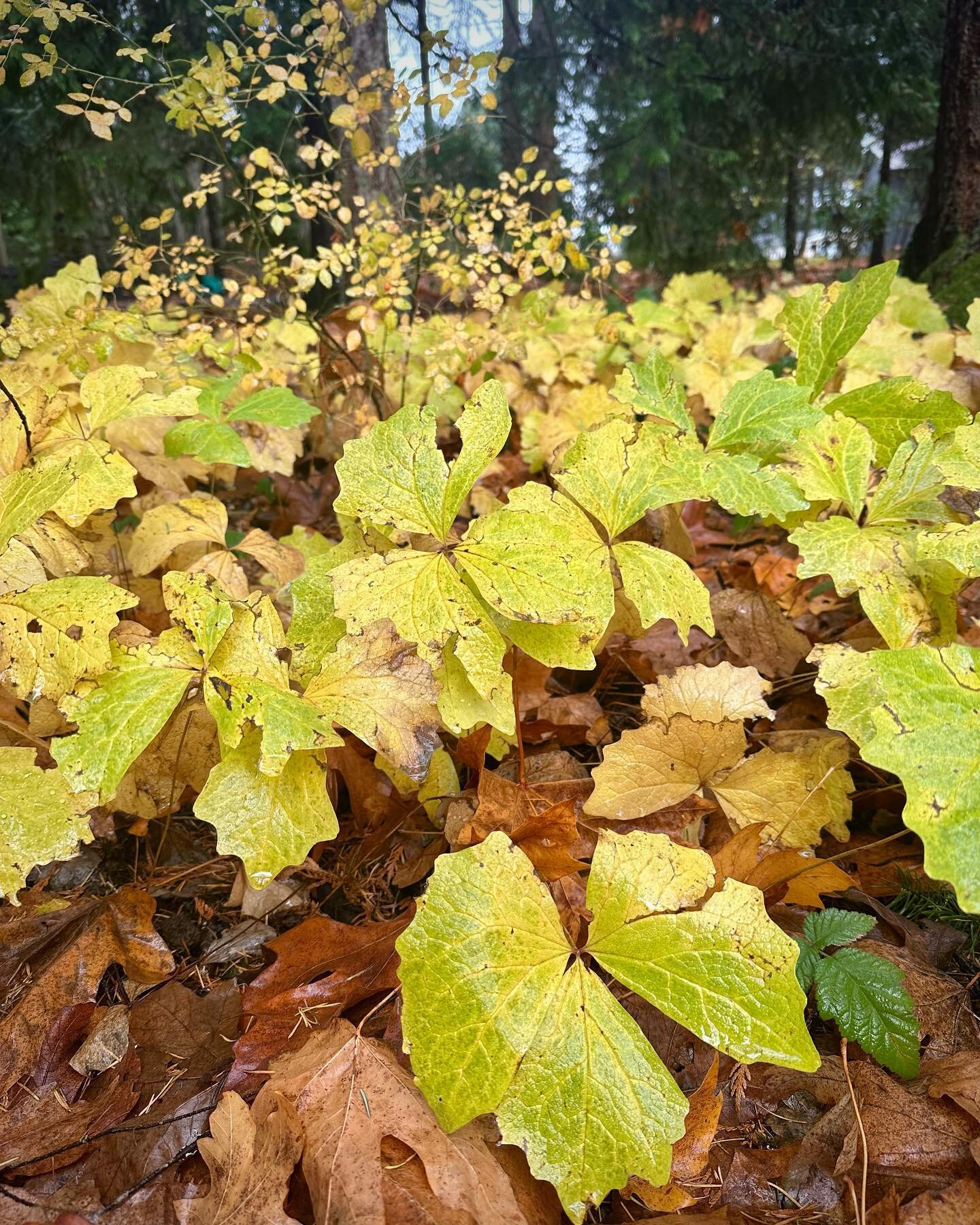 We were appreciating the glowing fall color of vanilla leaf yesterday on the blustery rainy day. The bright yellow brought a bit of sunshine into the dark woods (along with a Baldhip Rose)! Extra beautiful contrasted against the orange of fallen leav