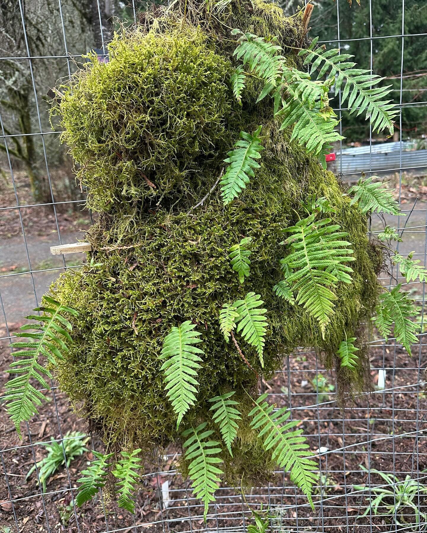 We have some nice Licorice Fern mossy slabs up for sale! (Polypodium glycyrhizza) They range in price from $12-$40, depending on size and amount of licorice rhizome. 

These beauties were growing up high on red alder trees in the nursery forest until