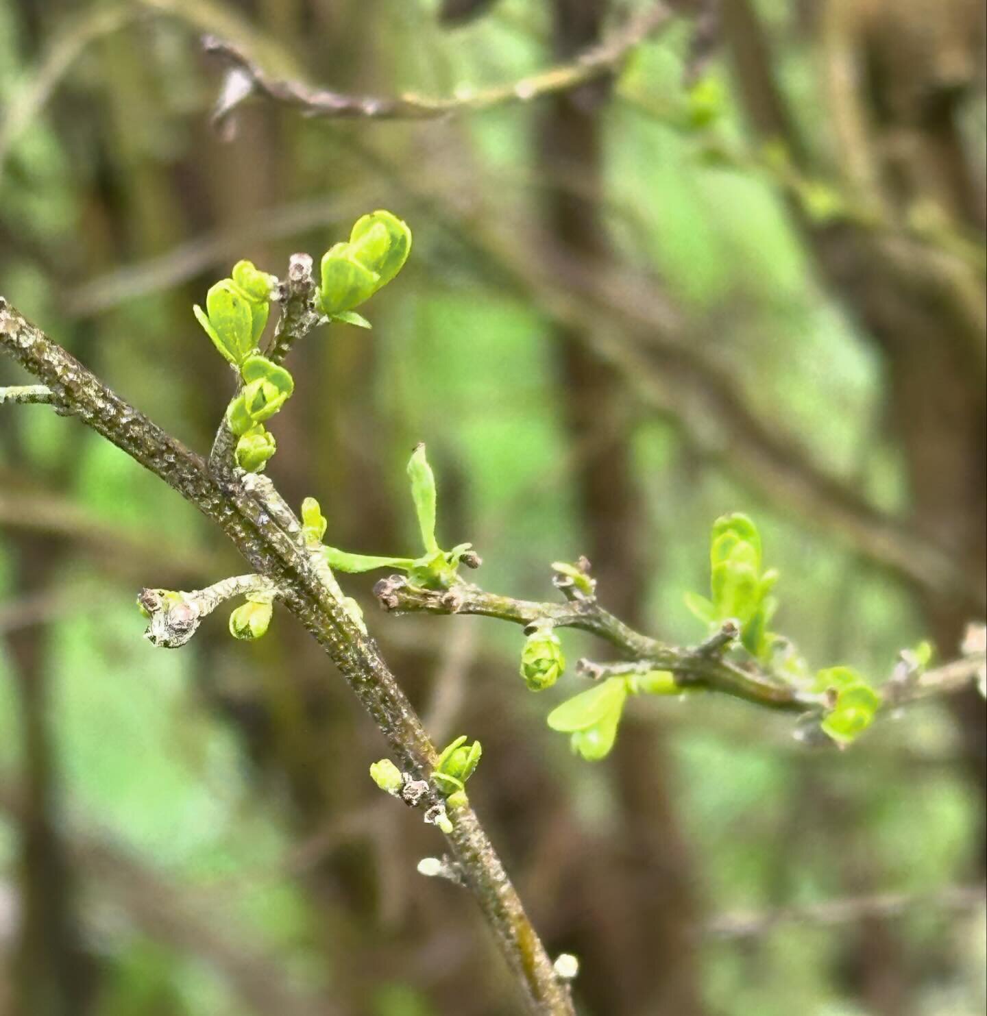 Hopeful signs of life on some frost-bitten shrubs!

The deep freeze event we had back in January took its toll on many plants in the area. Dormant deciduous plants fared the best, but many evergreen plants with leaves still hanging on took on some fr