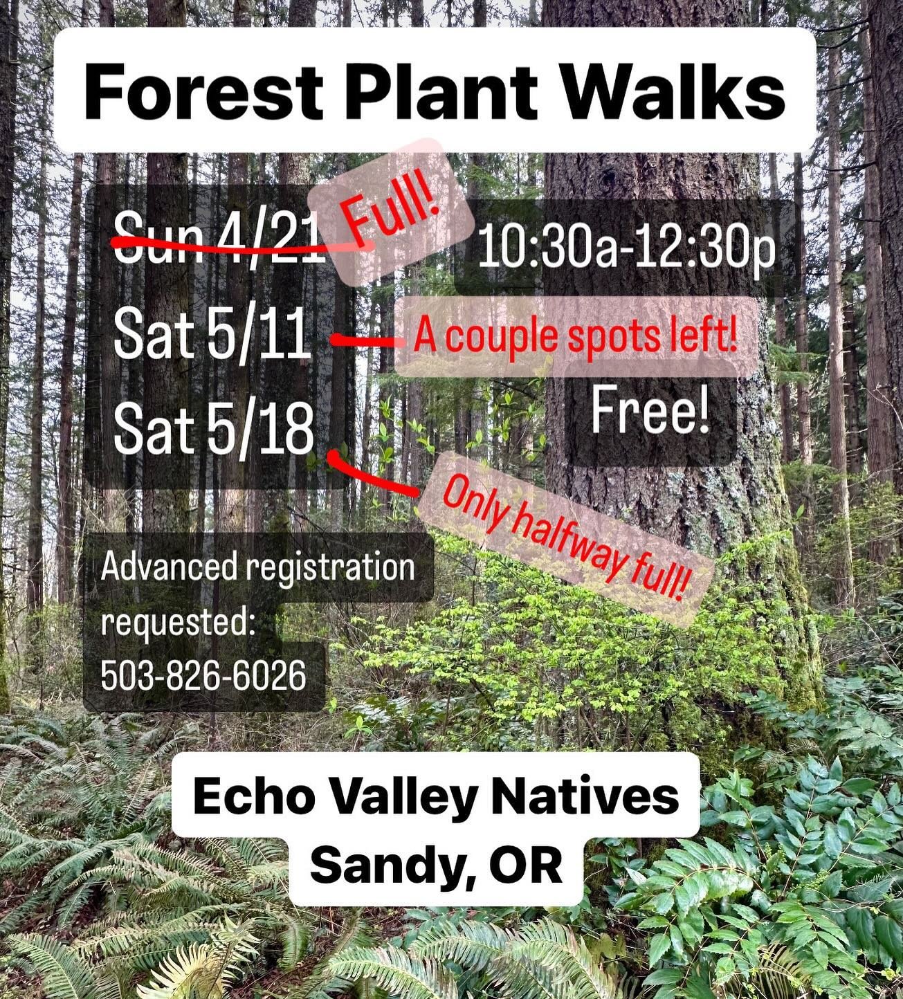 We are fully booked for the first Forest Plant Walk this upcoming Sunday! But there are still a couple spaces left for the one on Sat 5/11 and even more room on Sat 5/18!  Reminder to send us a message or give us a call if you want to join in and res