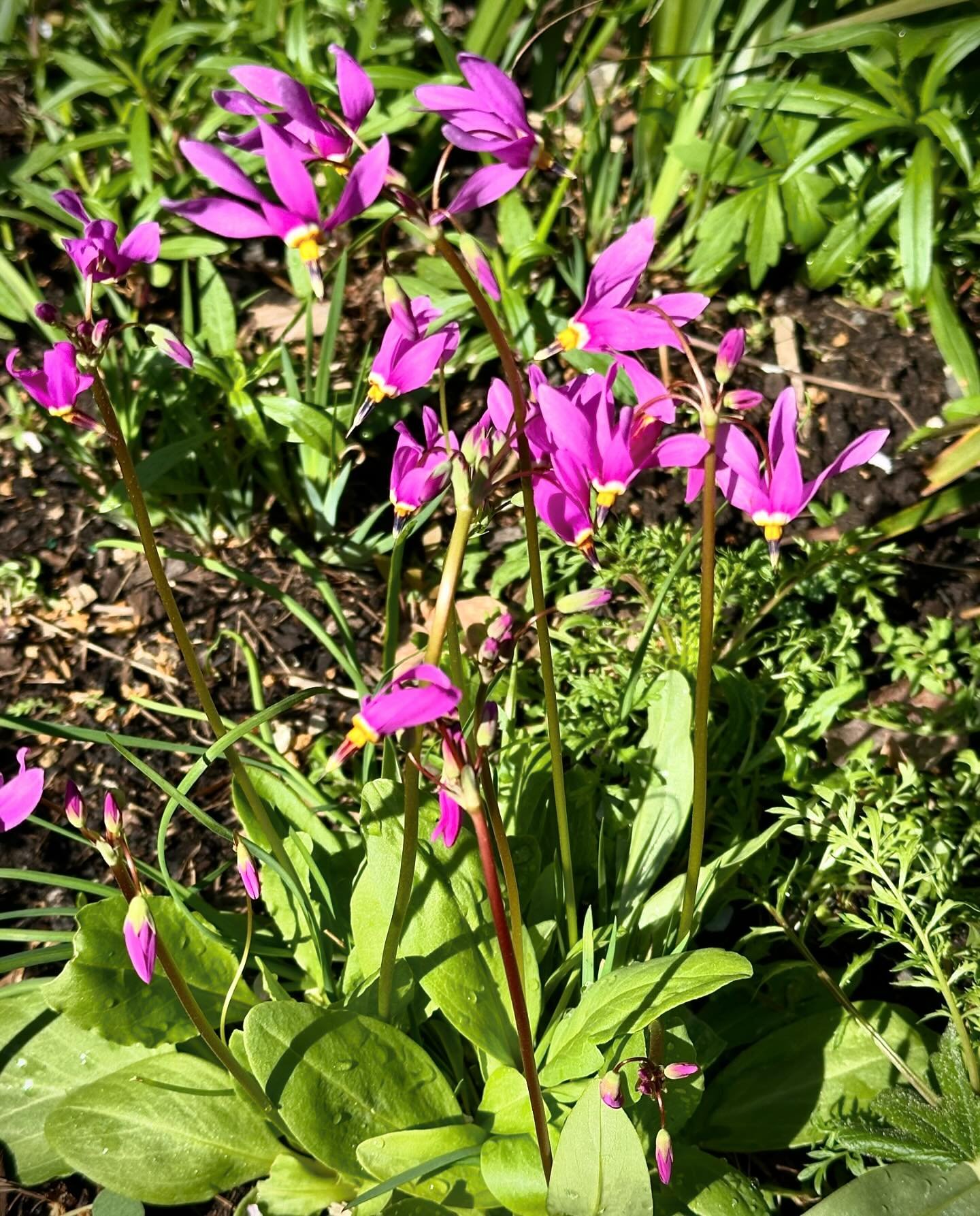 Spring is springing in the PNW! Here&rsquo;s a sampling of some of the pretty scenes around the nursery this week. 

1. Shooting stars are bringing the hot pink! These are Dodecatheon pulchellum happily growing in our garden. 

2. Lacy fronds of a ma