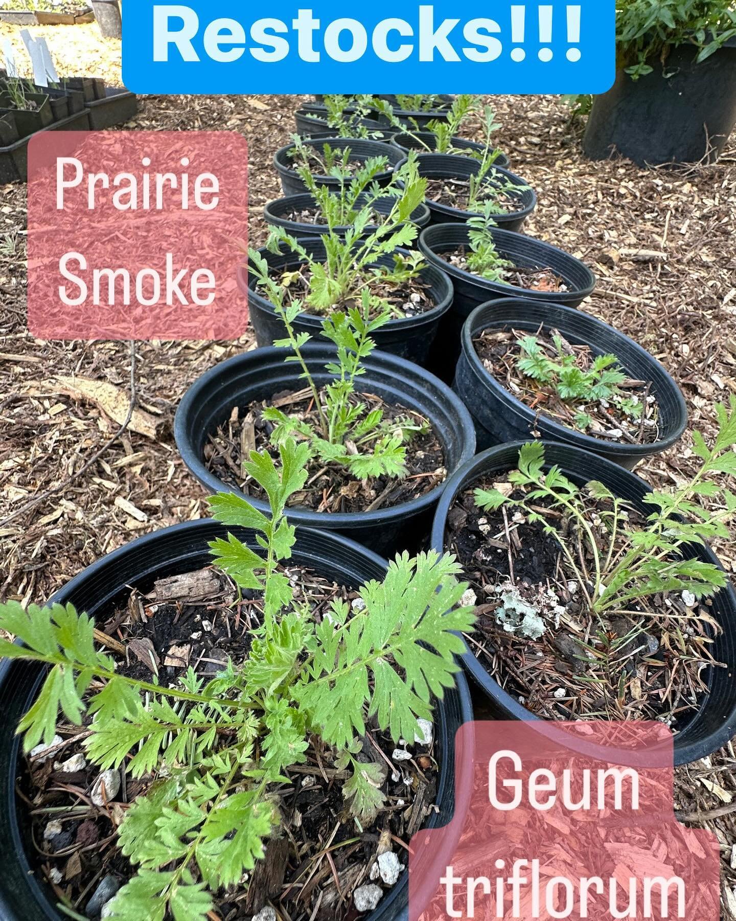 We&rsquo;ve brought a few more goodies out from the back recently! It looks like we&rsquo;re back to some cooler temps &amp; rain in the forecast, a great opportunity to fill some last minute spots in the garden before summer arrives!

Prairie Smoke,