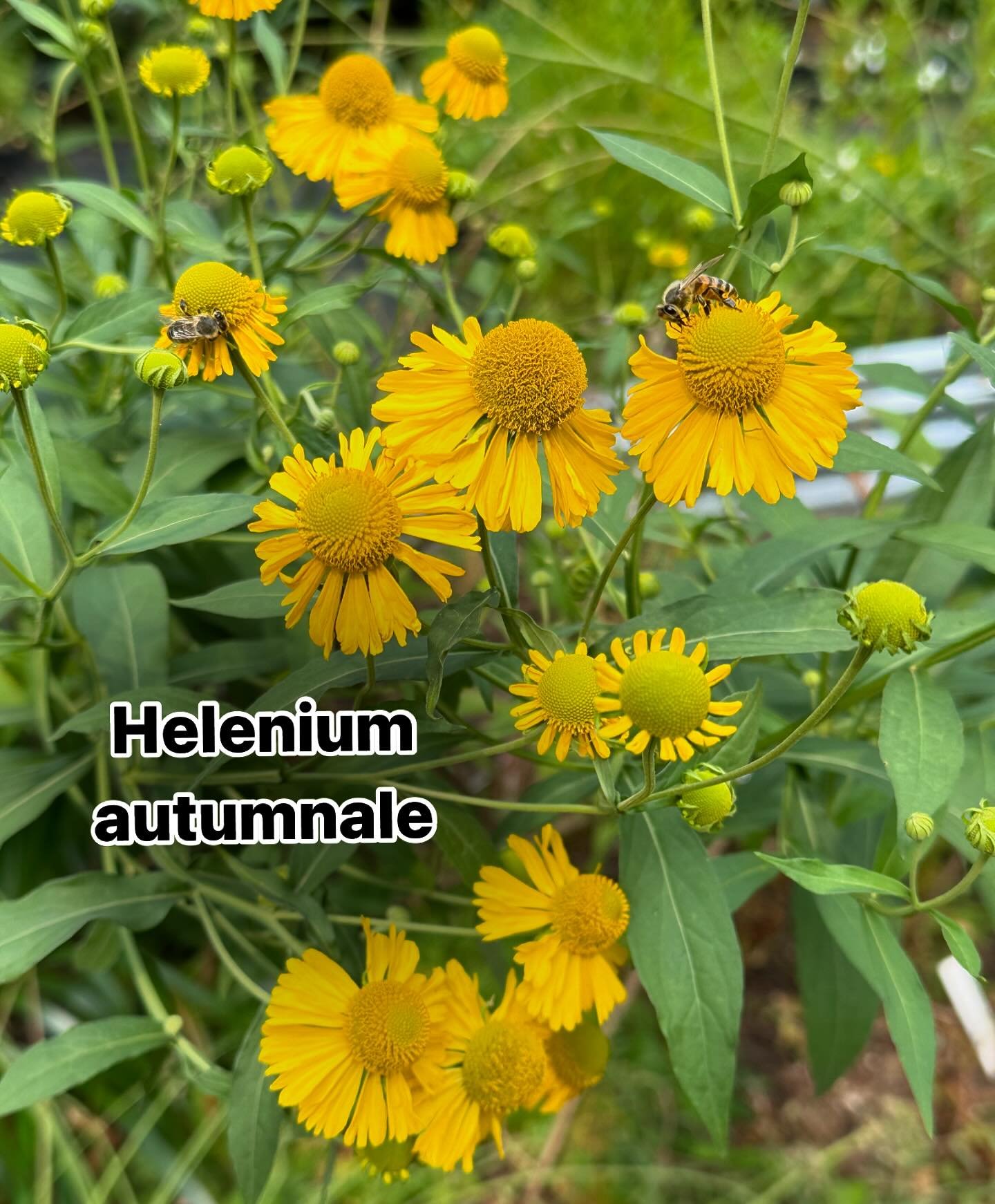 This cooler weather has us dreaming about fall! And you know it&rsquo;s really not that far away when the goldenrod &amp; asters are starting to bloom 💛💜 Pictured are some of the current blooms and fruits around the nursery here at the end of Augus