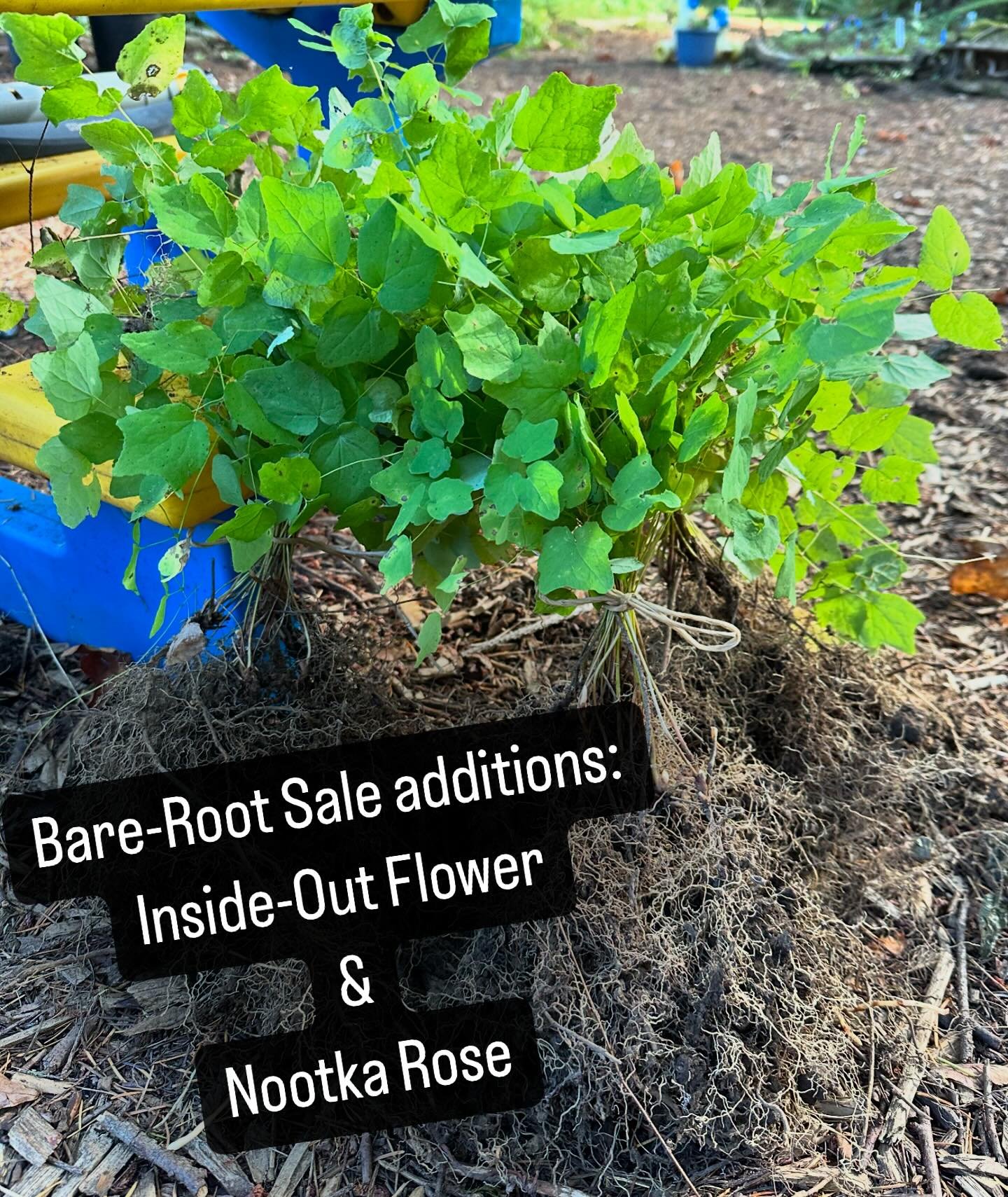 We&rsquo;ve added a couple more species to our bare-root sale:

Inside-Out Flower (Vancouveria hexandra) is now available for $3/large piece. Or you can save a little more by buying a bundle of 10 for $25! It&rsquo;s a great ground cover for shady sp