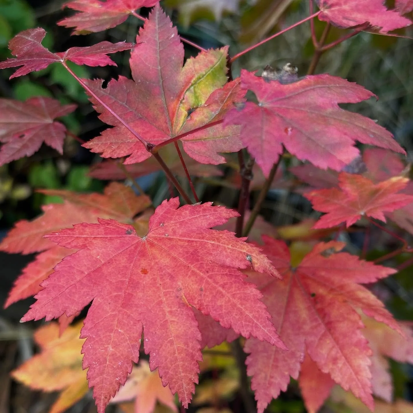 🍂Our Fall Sale is on!! 🍁

We&rsquo;ve marked the 40+ native species on sale with orange flags around the nursery to help you shop. Pricing is mostly by container size, but we&rsquo;ve stuck orange price tags where needed (purple was the non-sale pr