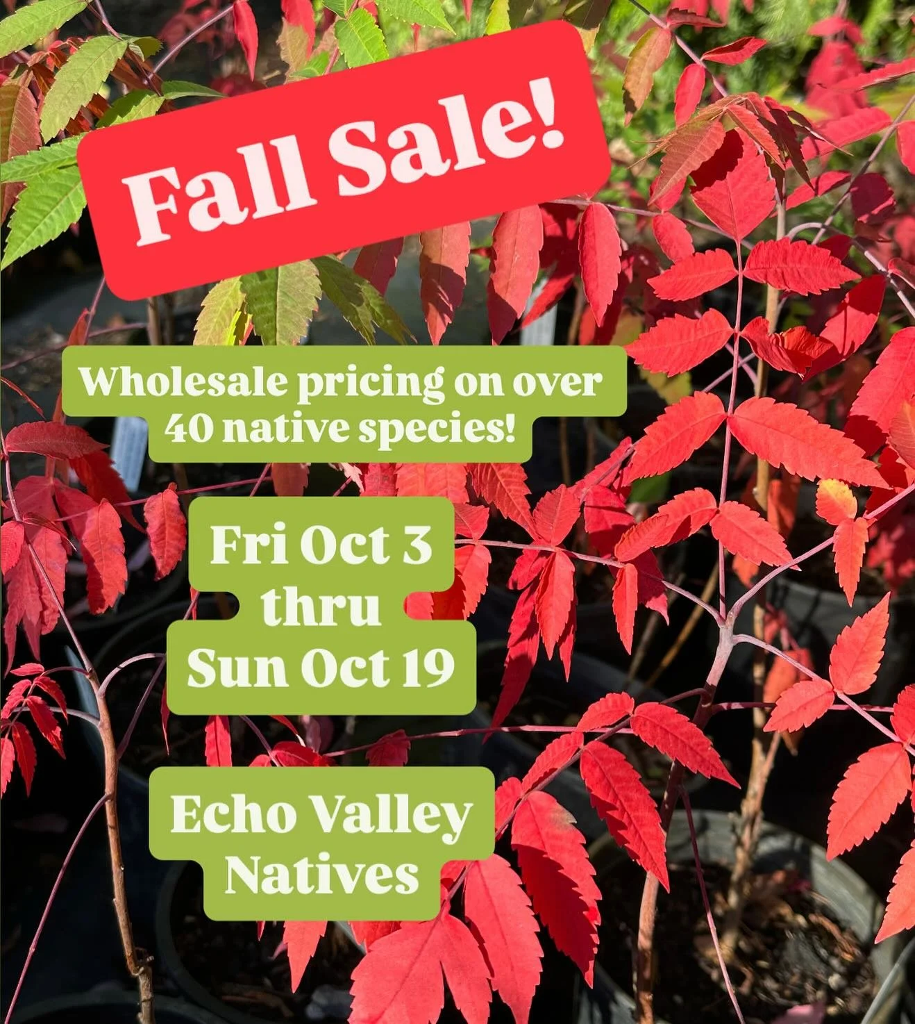 Come celebrate fall gardening season by shopping our FALL SALE at Echo Valley Natives! 

Friday Oct 3 through
Sunday Oct 19

WHOLESALE PRICING TO THE PUBLIC on over 40 species of PNW Native Plants!
(Even more than last year!) 

WHOLESALE PRICING
3-4&