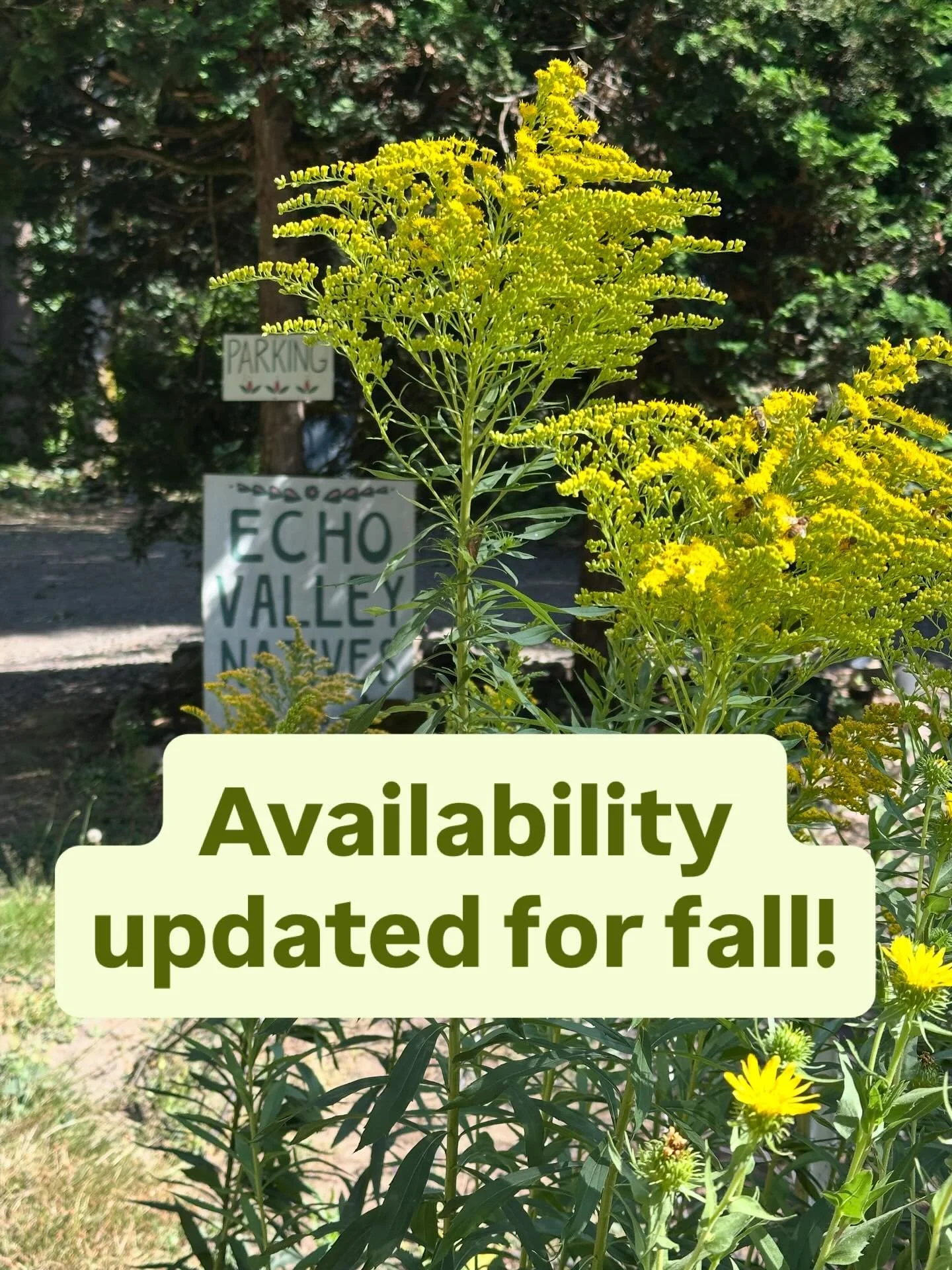 It&rsquo;s starting to feel a little more like September out there and folks are getting excited for FALL PLANTING SEASON!!

Our nursery is well-stocked with all kinds of native plant treasures right now, from the common staples to the rare finds! We