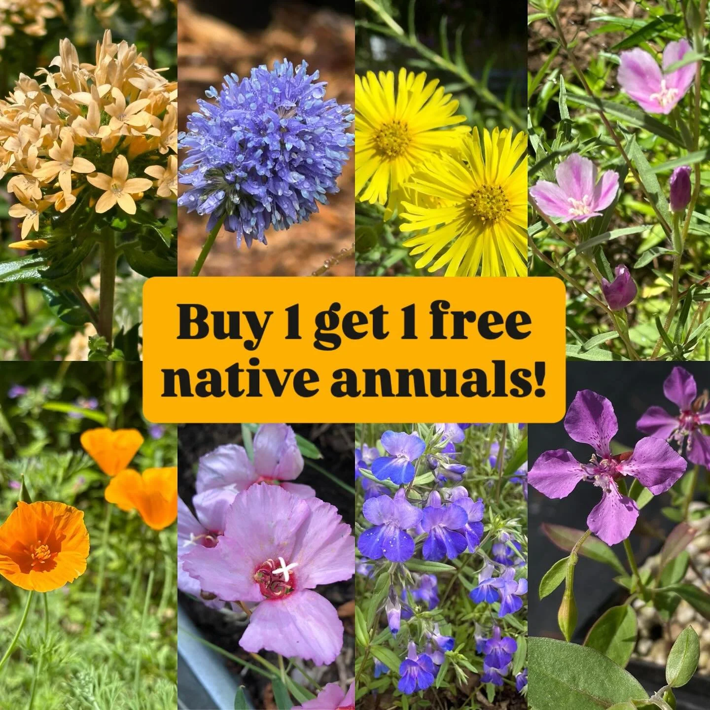 💐BOGO annuals!! 

Buy one get one FREE on all of our native annuals!  Most are in 3&rdquo; pots&mdash;so you&rsquo;ll get 2 for $4.50 on this sale. 

Or&mdash;mention that you saw this post and you will receive 1 annual of your choice FREE with any 