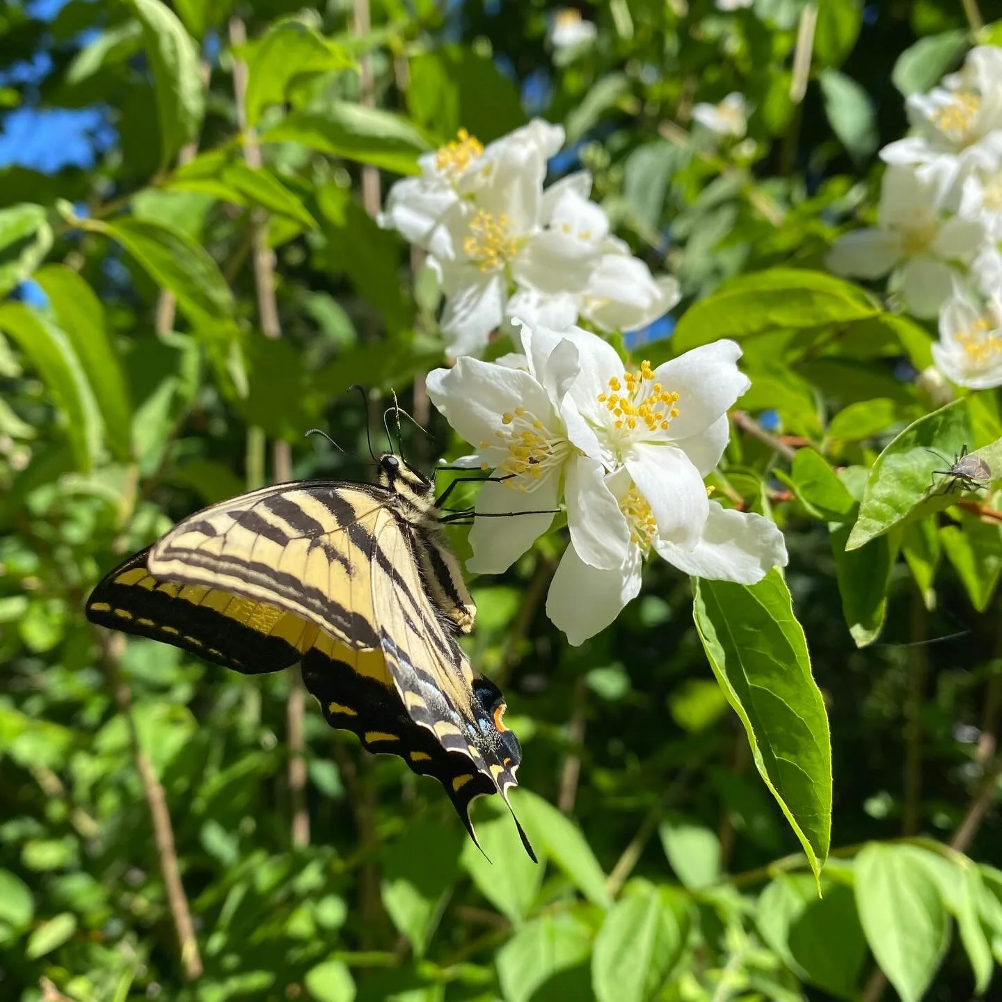 It&rsquo;s the first day of summer, let&rsquo;s celebrate with some rain! 🌧️ The plants will be grateful for a nice drink before the sun returns.  And it gives a good opportunity to get some plants in the ground!

We&rsquo;ve got lots of treasures t