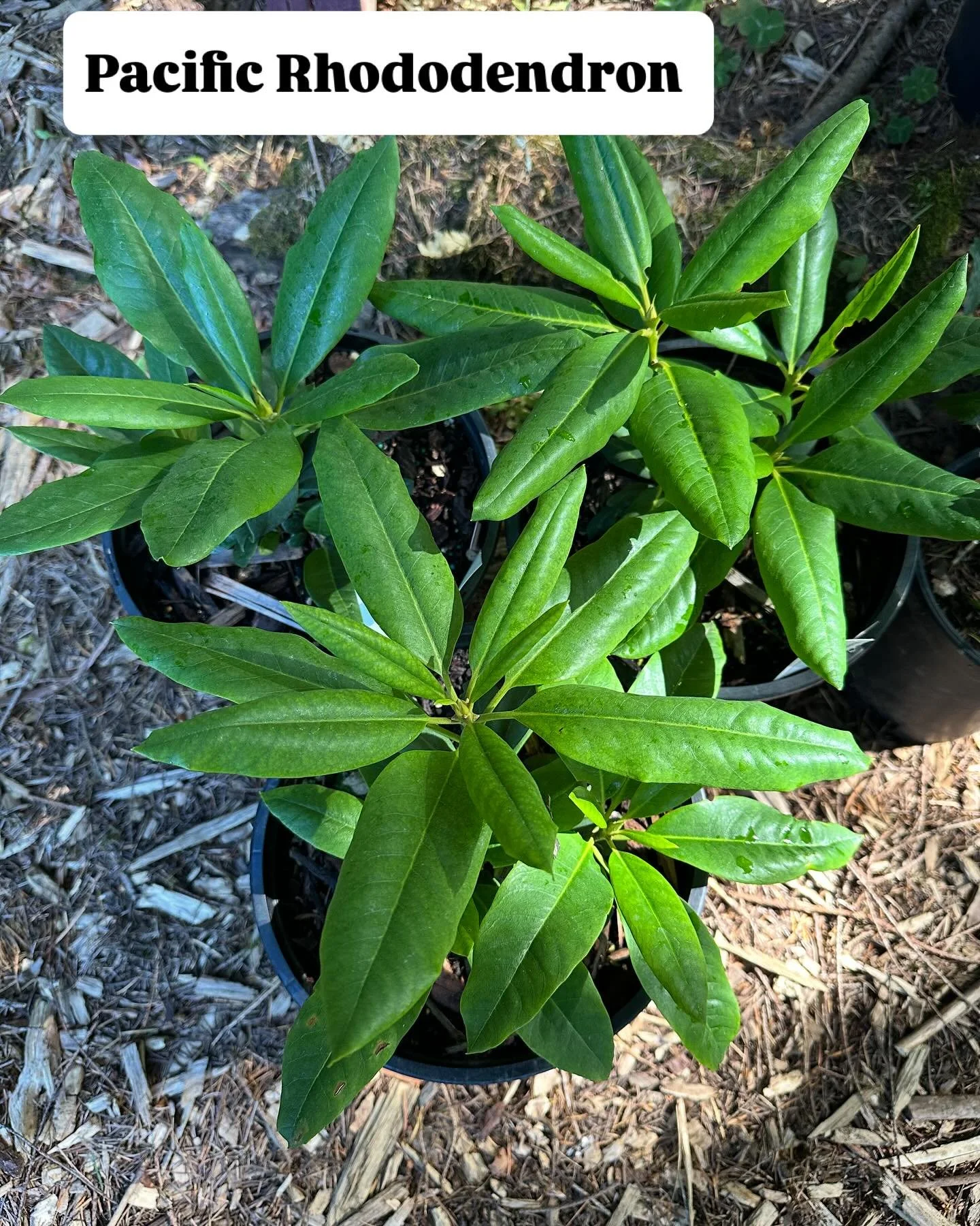 We&rsquo;ve got a great selection of native evergreen shrubs in stock!  Most are available in both smaller (1 gallon) &amp; larger sizes (3-5 gallons). 

Most notably, we&rsquo;re excited to have a handful of the pink-flowering pacific rhododendron a