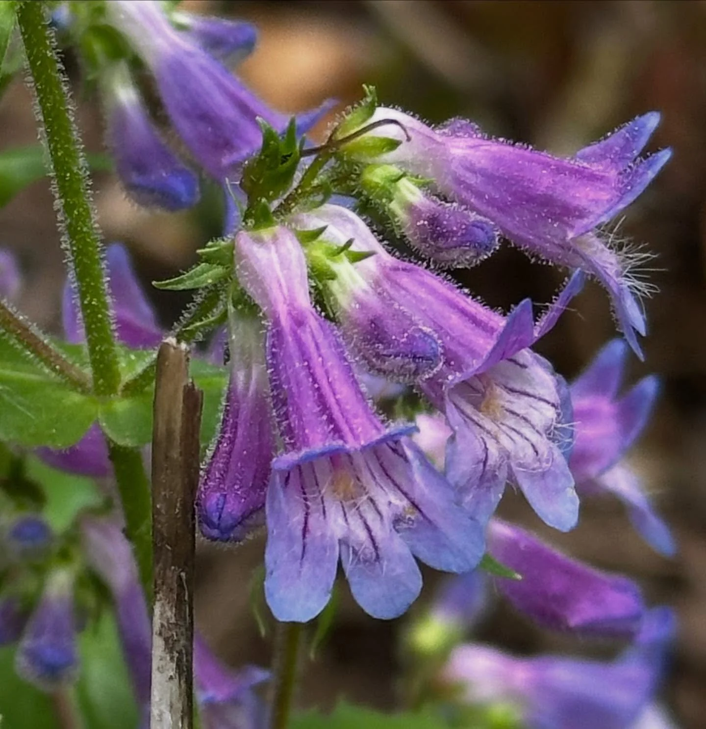 Capturing that mesmerizing gradation between blue/purple/pink in flowers. Almost makes you feel like you can see the extra colors in the spectrum like a bee!

Penstemons show off &amp; do it best, but we&rsquo;ve spotted several flowers in this beaut