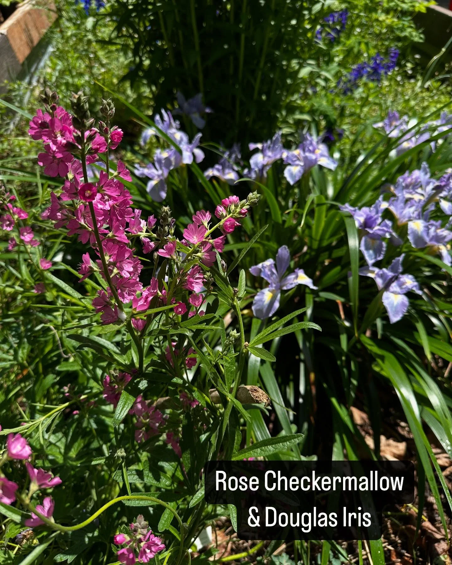 We are open 10-4 Sunday &amp; 10-5 Memorial Day Monday!  If you&rsquo;re traveling up Hwy 26, stop by to stretch your legs &amp; check out all of the native plant beauty around the nursery. 

Lots of things have been brought out for sale over the las