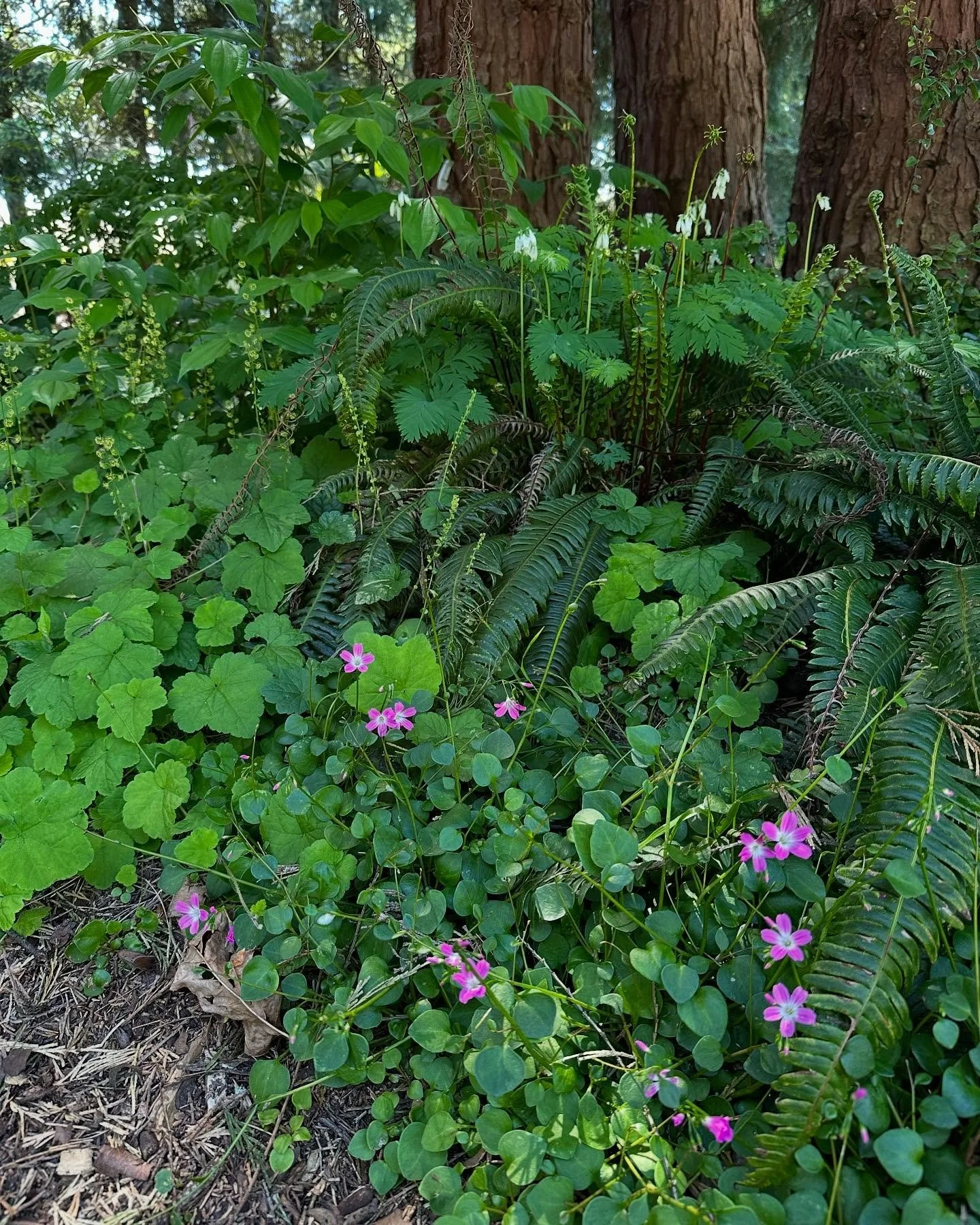 There&rsquo;s lots of pretty spring things happening around the nursery!! 

We are open Sat 10-5 &amp; Sun 10-4!! Bring a mom out to shop for some native flowers. We sell gift certificates, too! 

🌸🌻🌸🌻🌸
