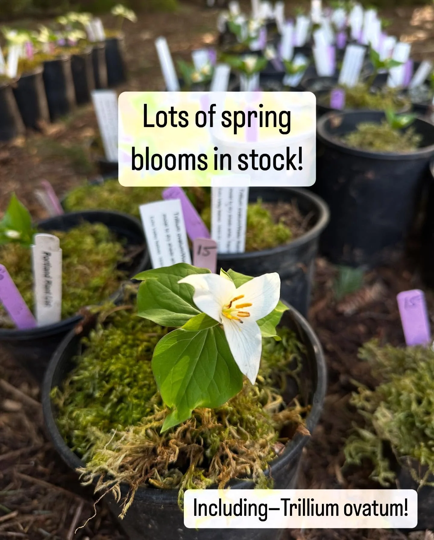 It&rsquo;s full swing spring out there! New shades of green are bringing vibrancy back to the world, birds &amp; frogs are singing, and those early emerging pollinators are searching for flowers to feast on!  Do you have native flowers in your yard b