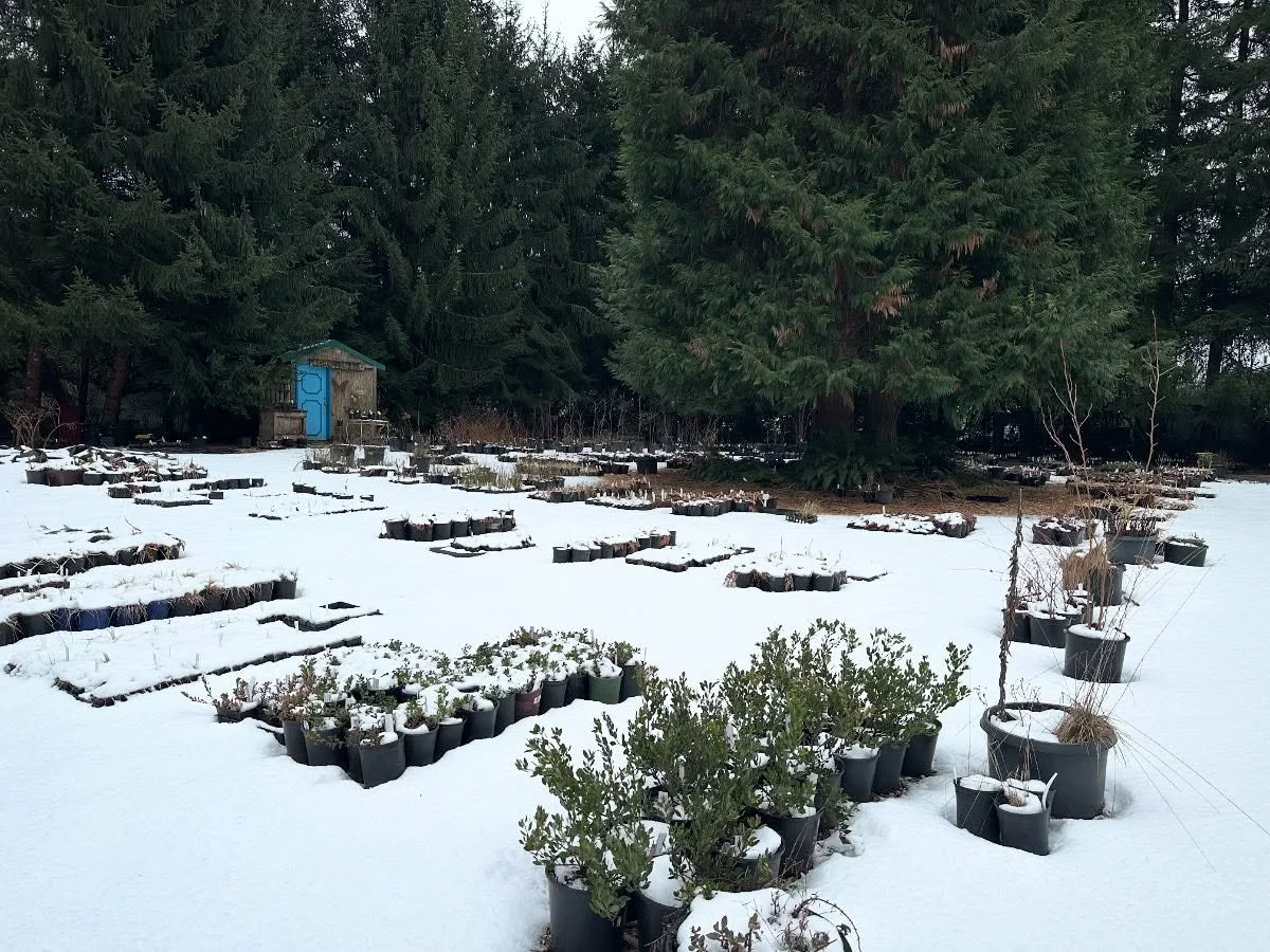 Portland might not have seen much snow this week, but we sure did up in Sandy! 

We still have several inches on the ground across the main areas of the nursery.  This means we are CLOSED this weekend, and likely into next week. We still have cold te