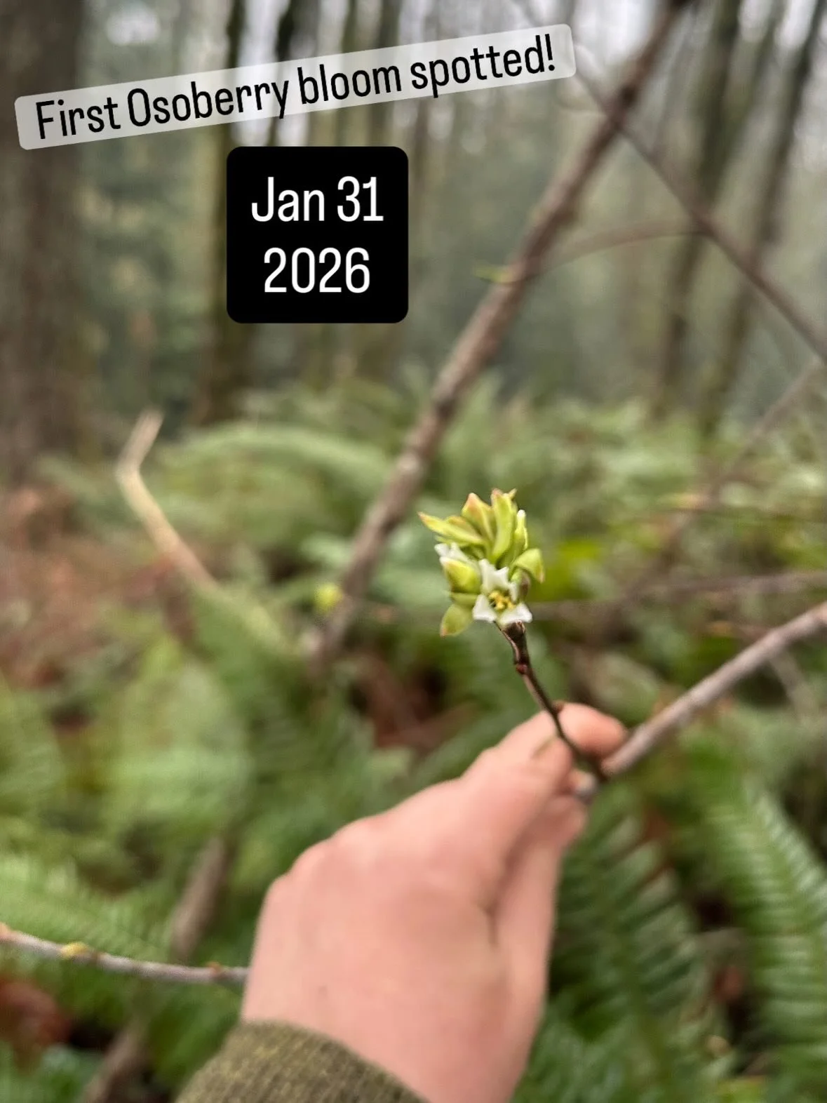 We like to play a fun little phenology game by keeping track of the date that osoberry first blooms on the nursery property. It&rsquo;s always one of the first flowers of spring and its bloom time varies year to year, depending on the winter.  There 
