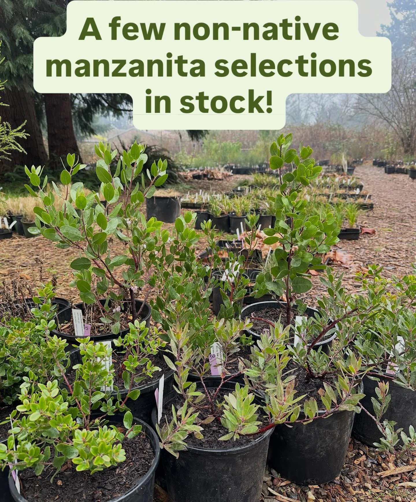 As a native plant specialist nursery, we don&rsquo;t make many exceptions for carrying non-Oregon species or cultivated selections. But when we do, it&rsquo;s most likely for manzanita! 

We have a small array of manzanitas in stock right now. They a