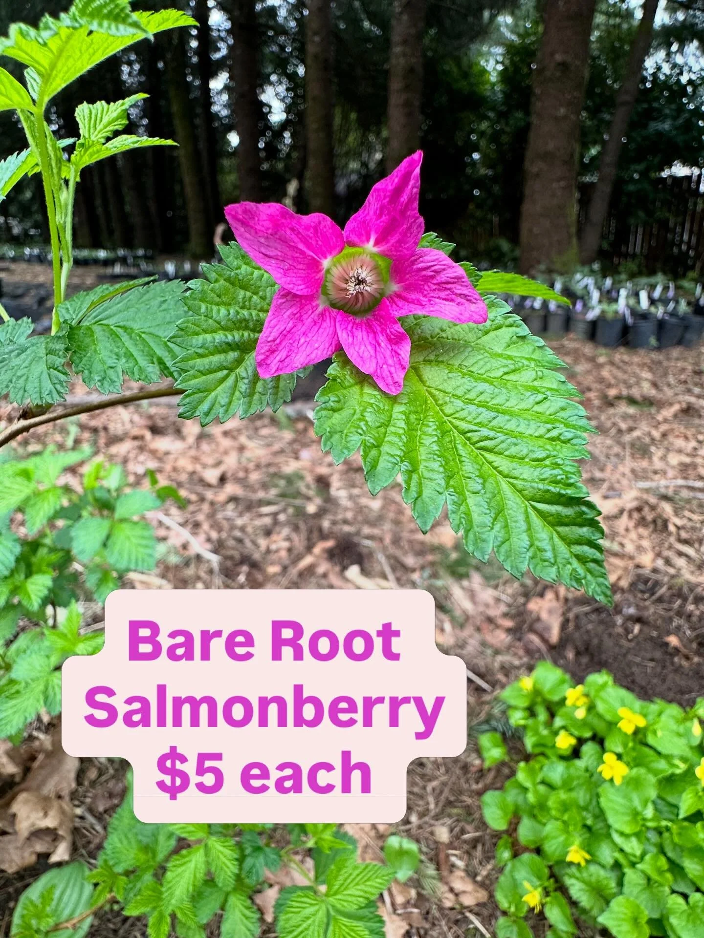 $5 each for bare root Salmonberry (Rubus spectabilis)!

These are very nice med-large size pieces with great roots and multiple stems. We can only offer them for a couple weeks before they break dormancy, so hurry on down to snag some!

Salmonberry i