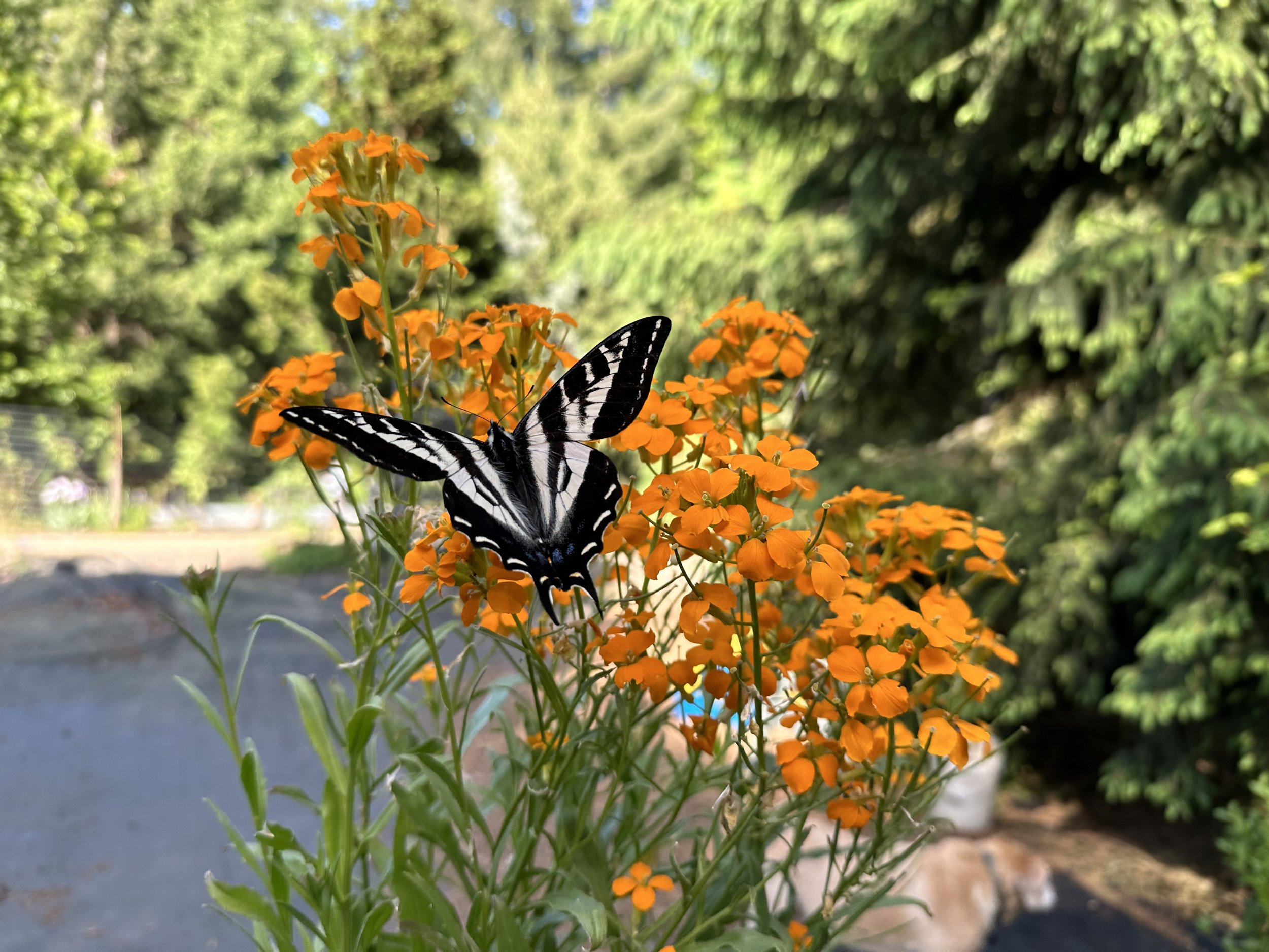 wallflower swallowtail.jpg