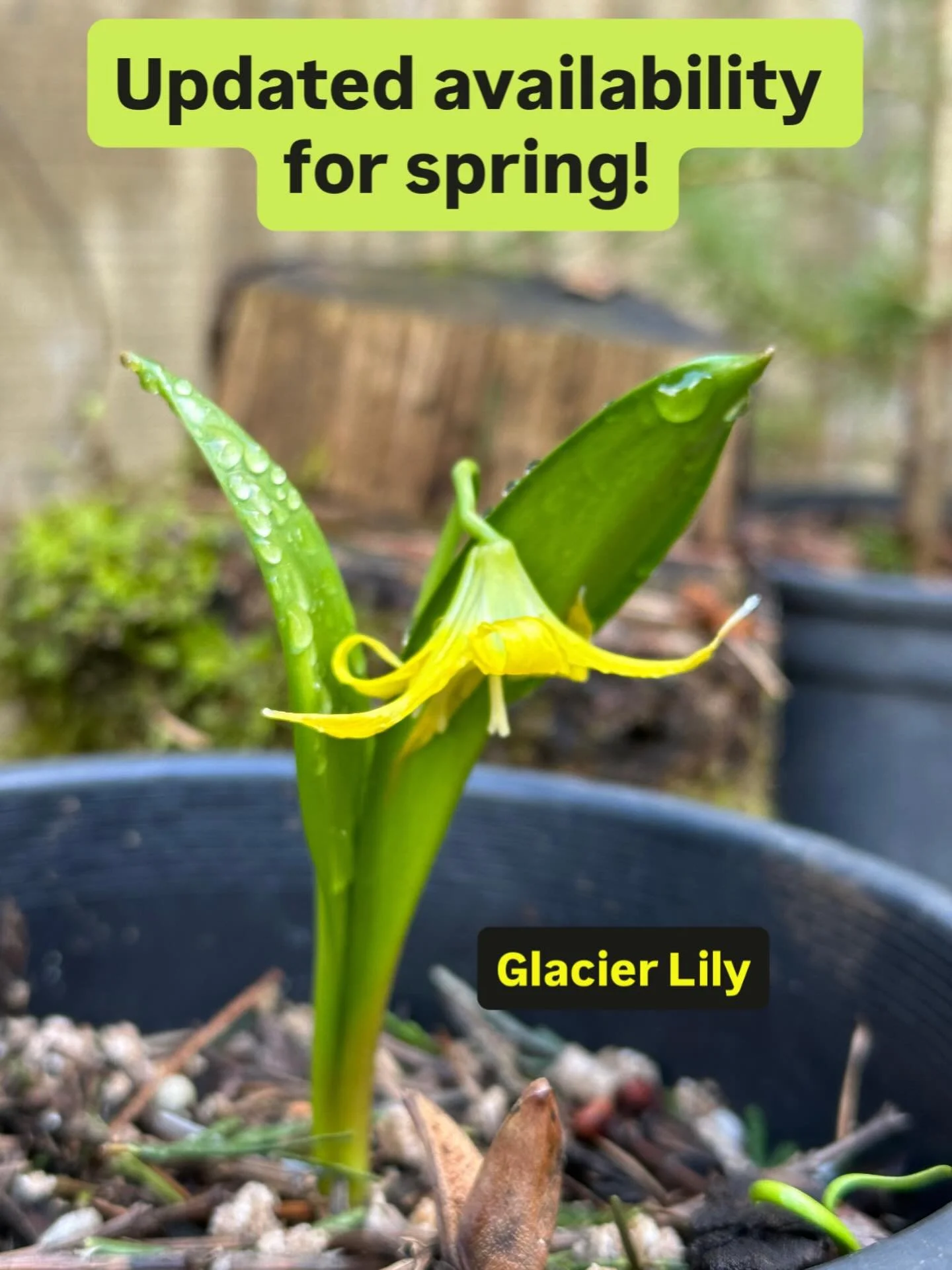 We&rsquo;ve just updated our availability list for all of you planning your spring garden additions! Our list indicates what is currently in stock (X or L if low stock) and what is in the works to debut later this spring (IP&mdash;In Production). You