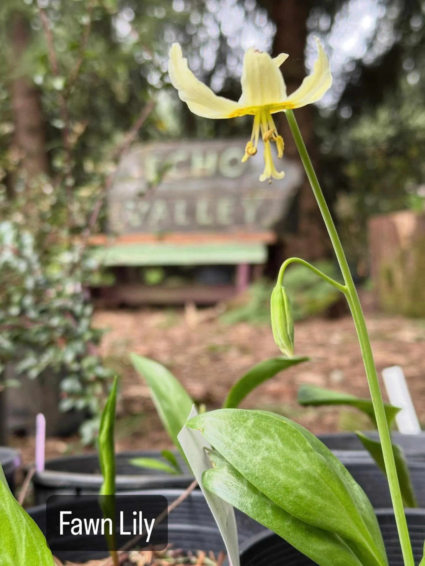 It&rsquo;s OFFICIALLY spring!!!

Here&rsquo;s a sampling of spring things we&rsquo;ve been seeing around the nursery this month. Tender new leaves emerging everywhere, flowers feeding early pollinators, and clamoring calls of chorus frogs and songbir
