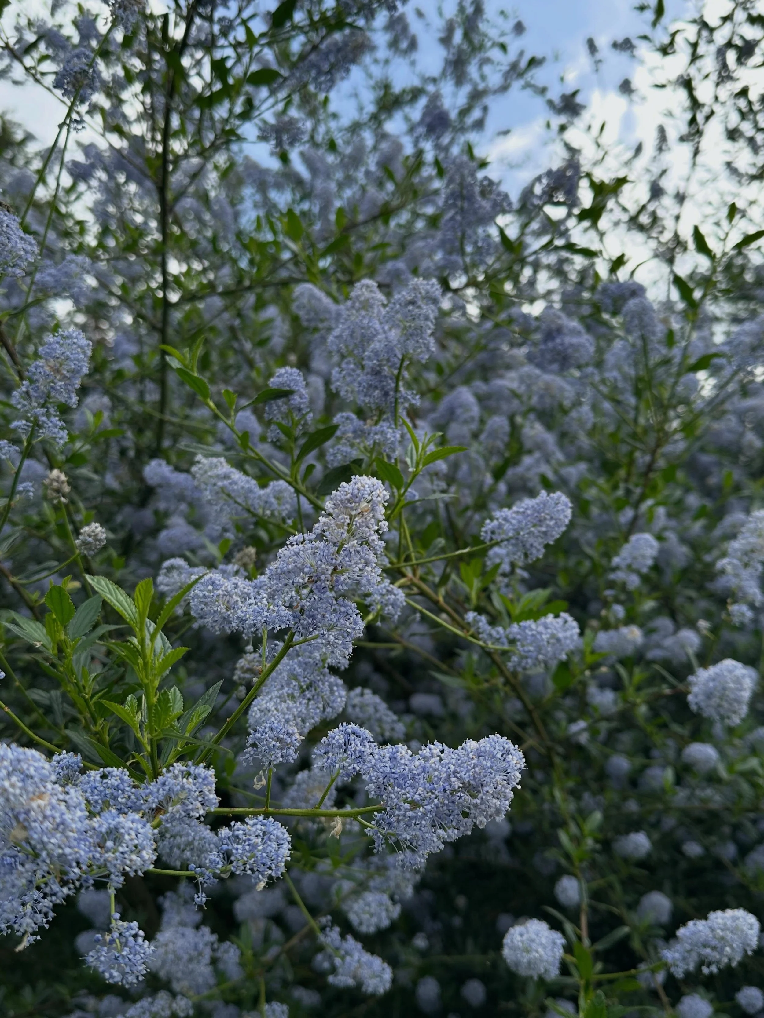 This Blueblossom hedgerow in one of our employee&rsquo;s home garden is in peak form!  It is literally SWARMING with insects large and small on these sunny warm afternoons we&rsquo;ve been having. A treasure trove for many thousands of little beings!