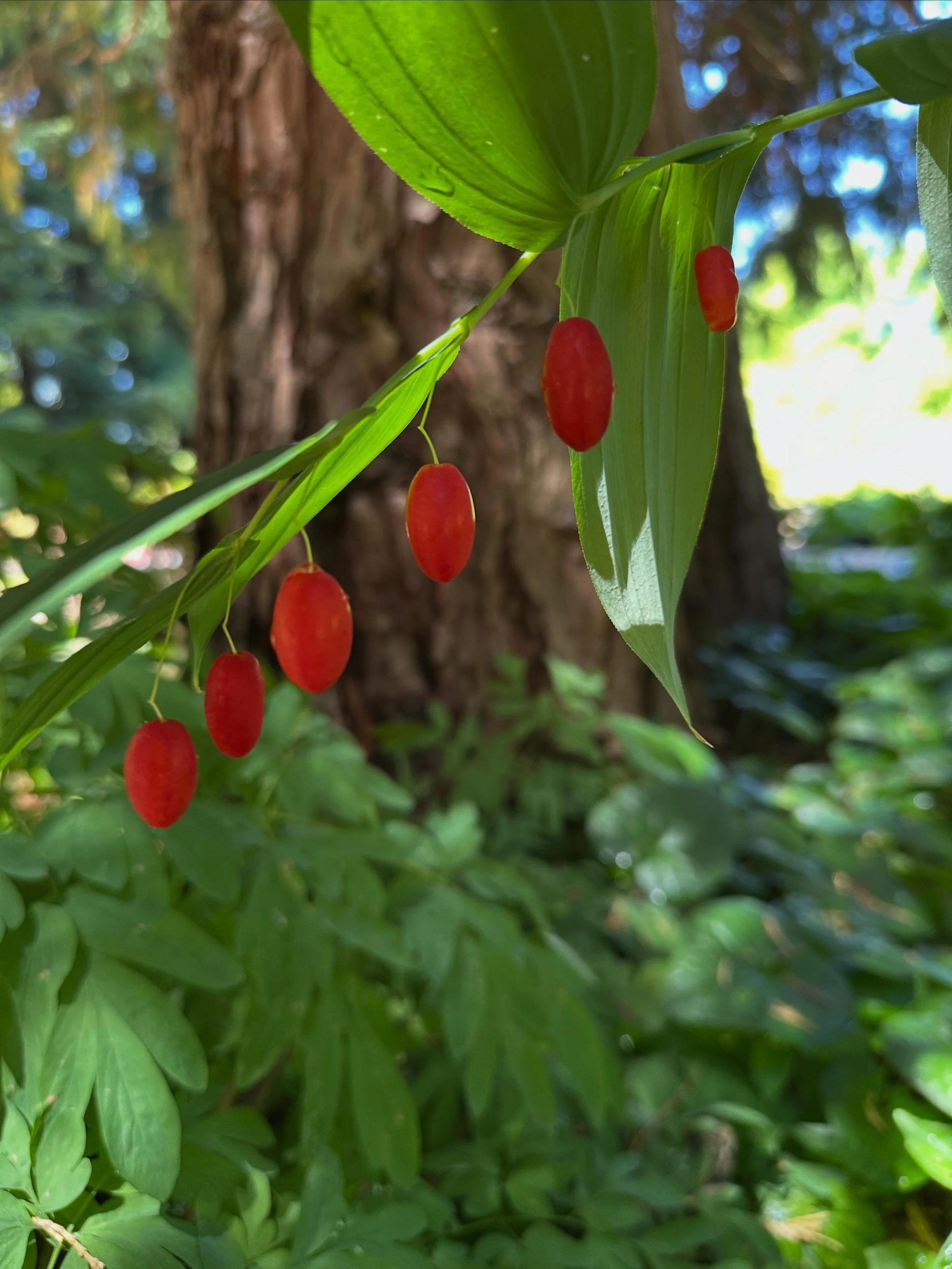 ✨NEW SPECIES HIGHLIGHT!✨

Claspleaf Twistedstalk
Streptopus amplexifolius 

This is a unique woodland species that loves to grow in damp places near seeps and creeks. As its name implies, it shoots up a &lsquo;twisted&rsquo; zigzag stalk in spring th