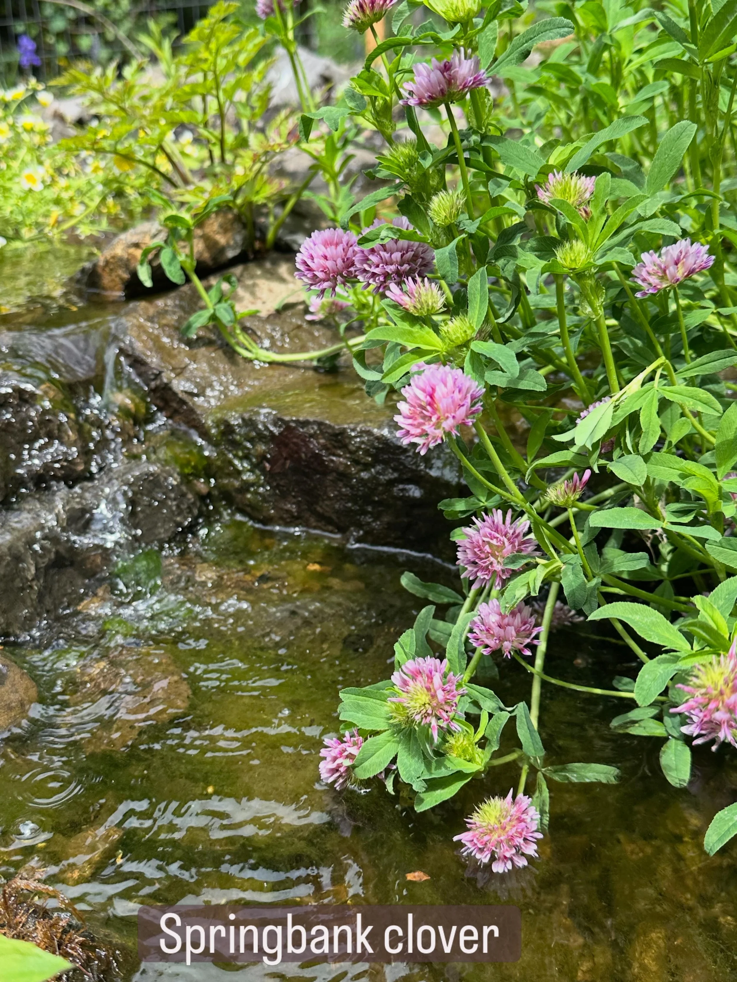 It is peak pretty around the nursery! Everything has filled in with lush spring growth and there are so many blossoms buzzing with pollinators. We&rsquo;re seeing lots of newly fledged baby birdies, the Douglas Squirrels who live by our potting table