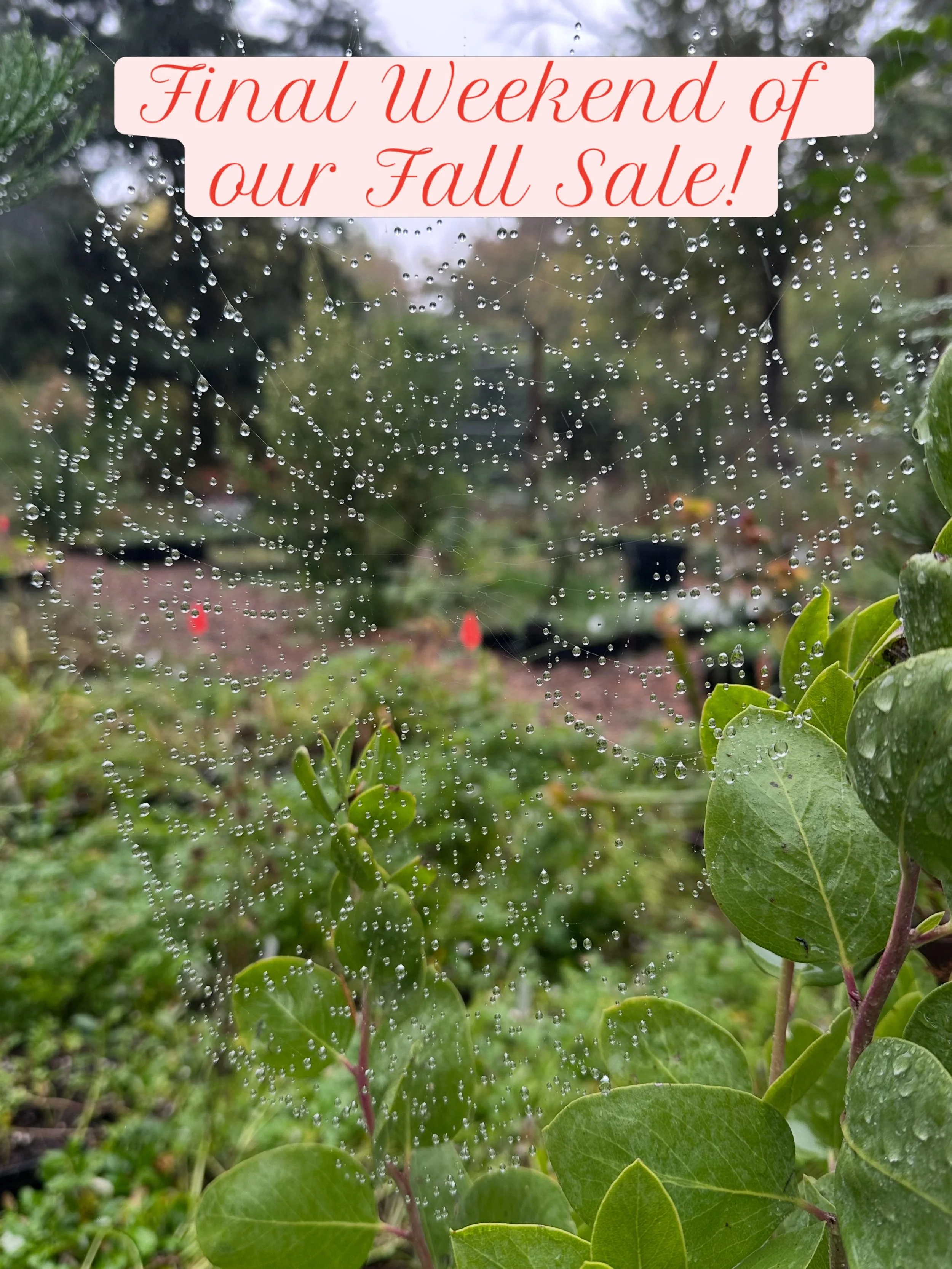 We got a nice little dose of rain to inspire you to come out for the LAST WEEKEND OF OUR FALL SALE! 

We still have about 50 species for sale around the nursery (More info on our website or previous posts). 

Some of you have been out for several sho