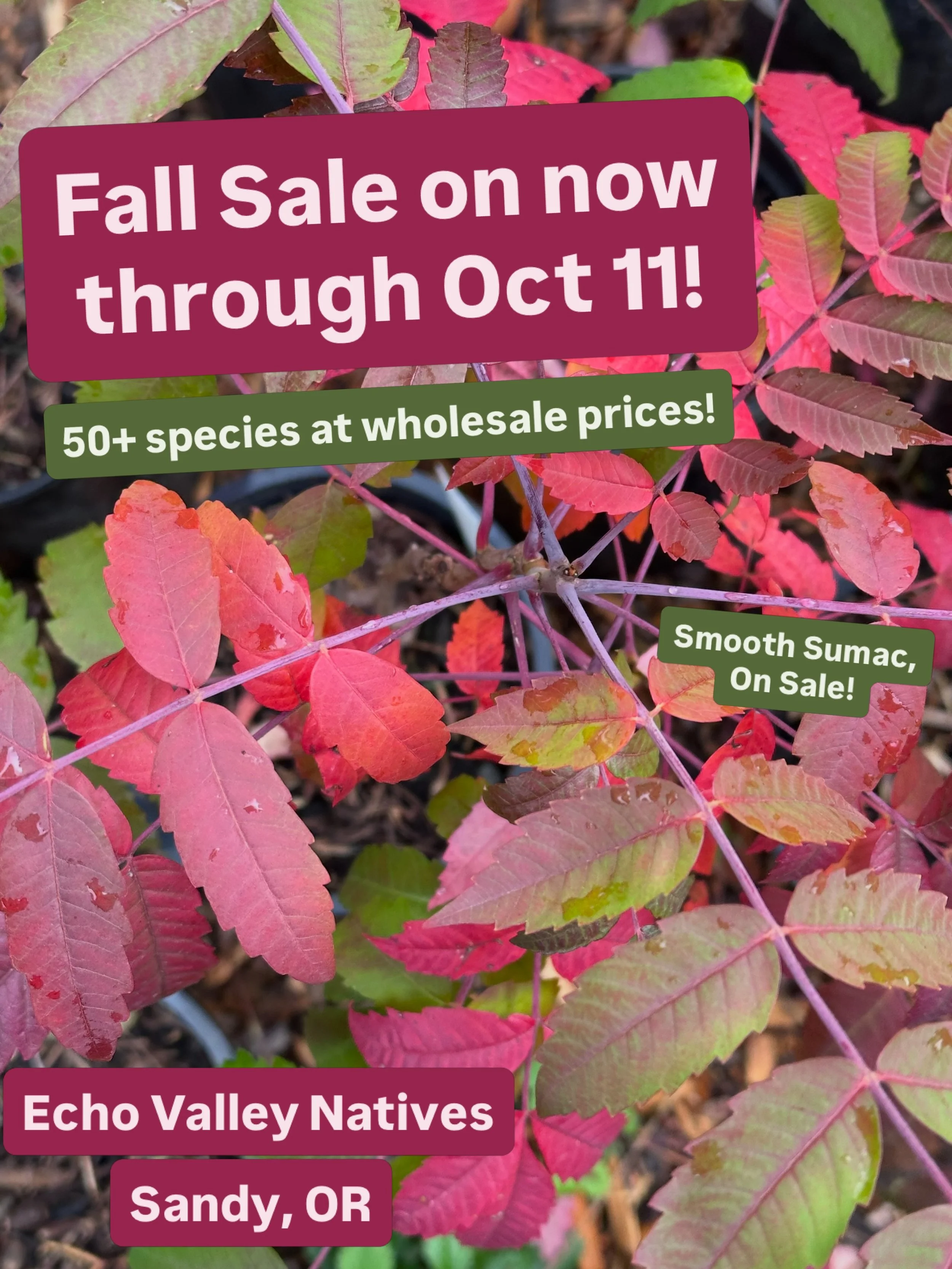 Starting TODAY!

Come on out for the best deals in town on over 50 species of PNW Native Plants!! These select species will be on sale at our wholesale pricing:
4&rdquo; pots&mdash;$3.50
1 gallon pots&mdash;$7
2 gallons --$14
3 gallons&mdash;$21
Larg