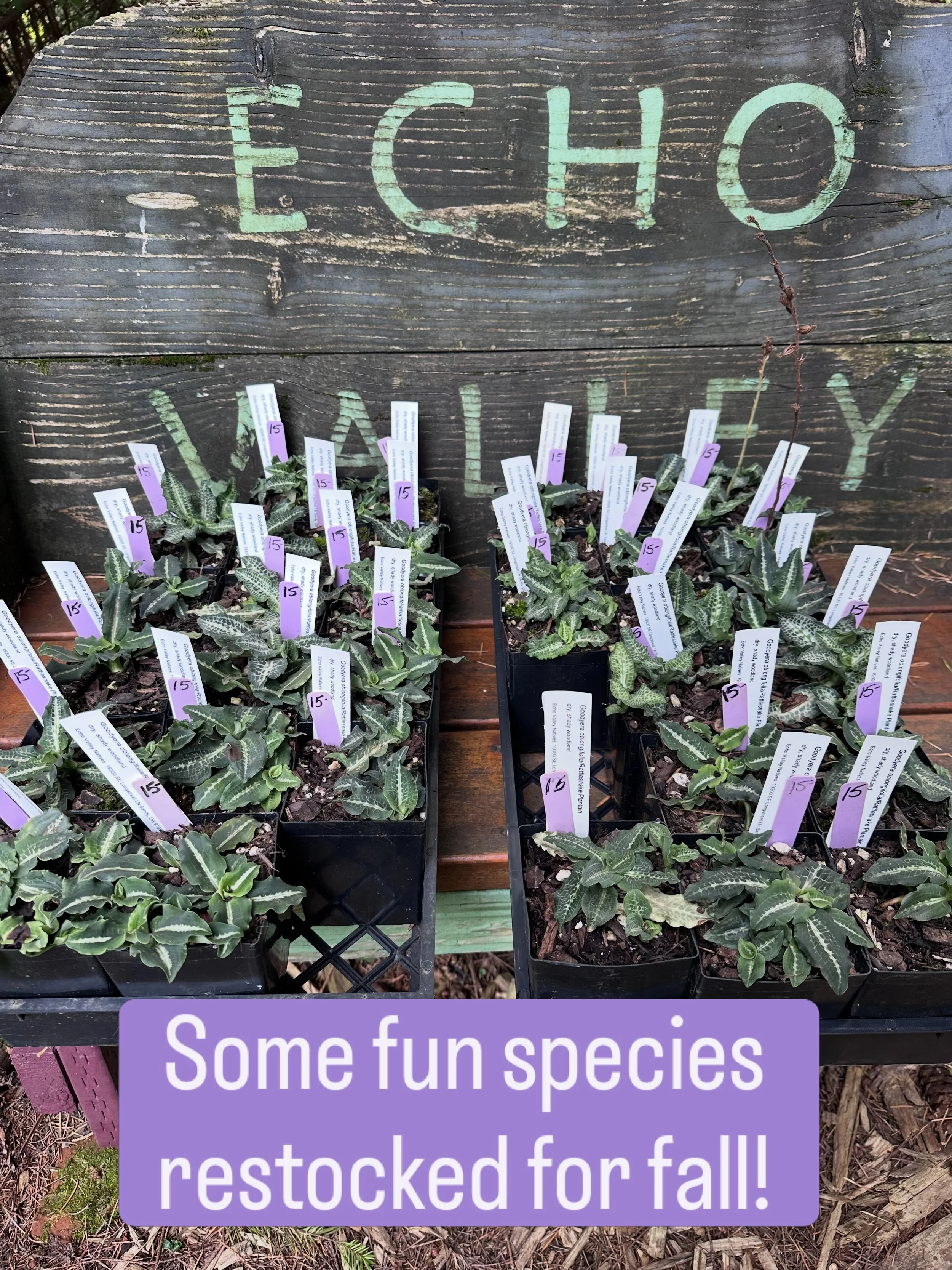 NEWLY RESTOCKED at Echo Valley! 
Rattlesnake Plantain
Giant Chain Fern
Western Azalea
Bigelow&rsquo;s Sneezeweed
Western Larch
Oregon Sunshine
Hartweg&rsquo;s Wild Ginger 

We brought in these cool species for the fall season&mdash;some well known &a