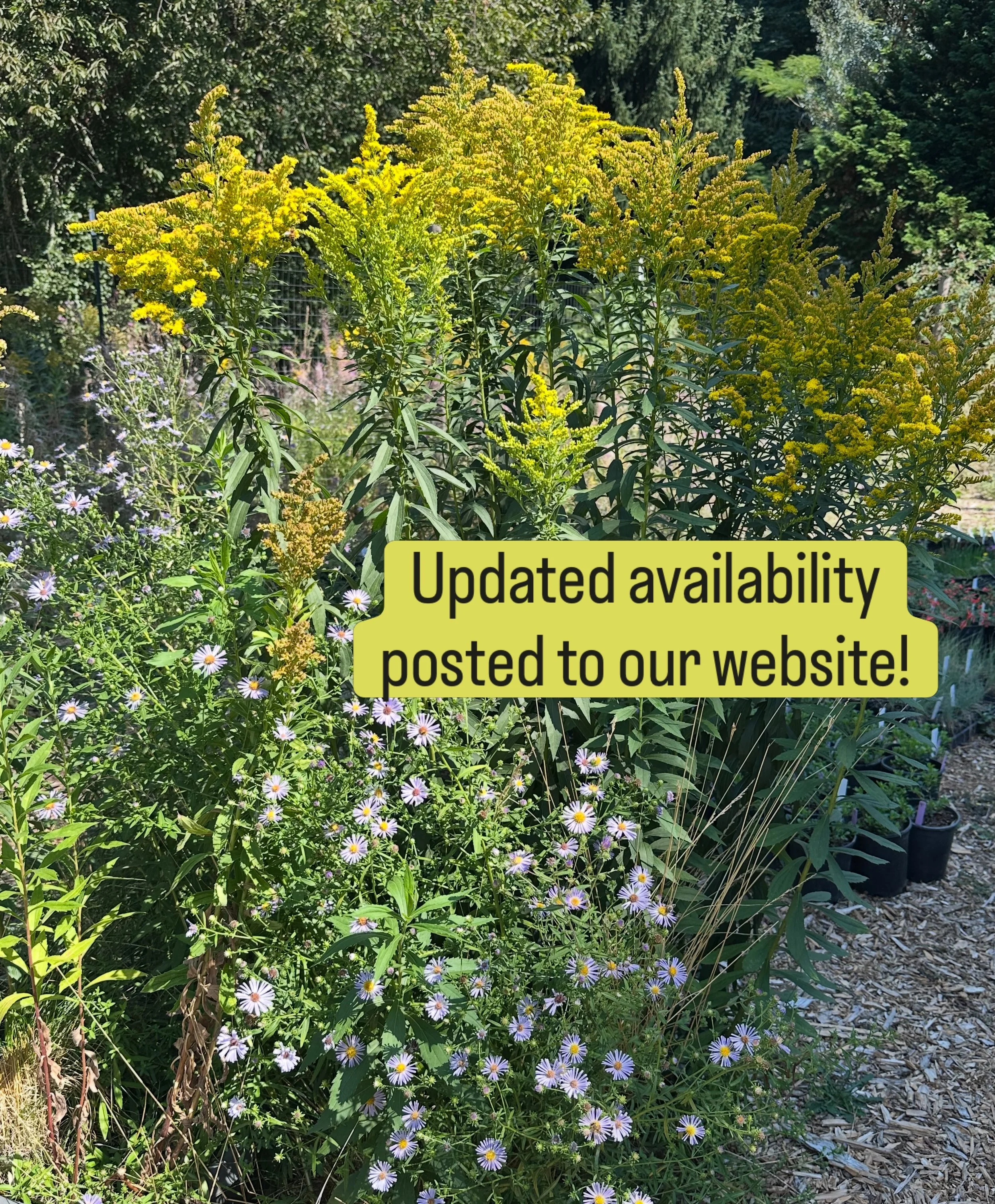 Fall gardening season is creeping in, are you planning yet??!

We have finally updated our availability list for all you planning types out there! It&rsquo;s a nice long list with about 200 PNW native species in stock&mdash;from wildflowers/grasses/s