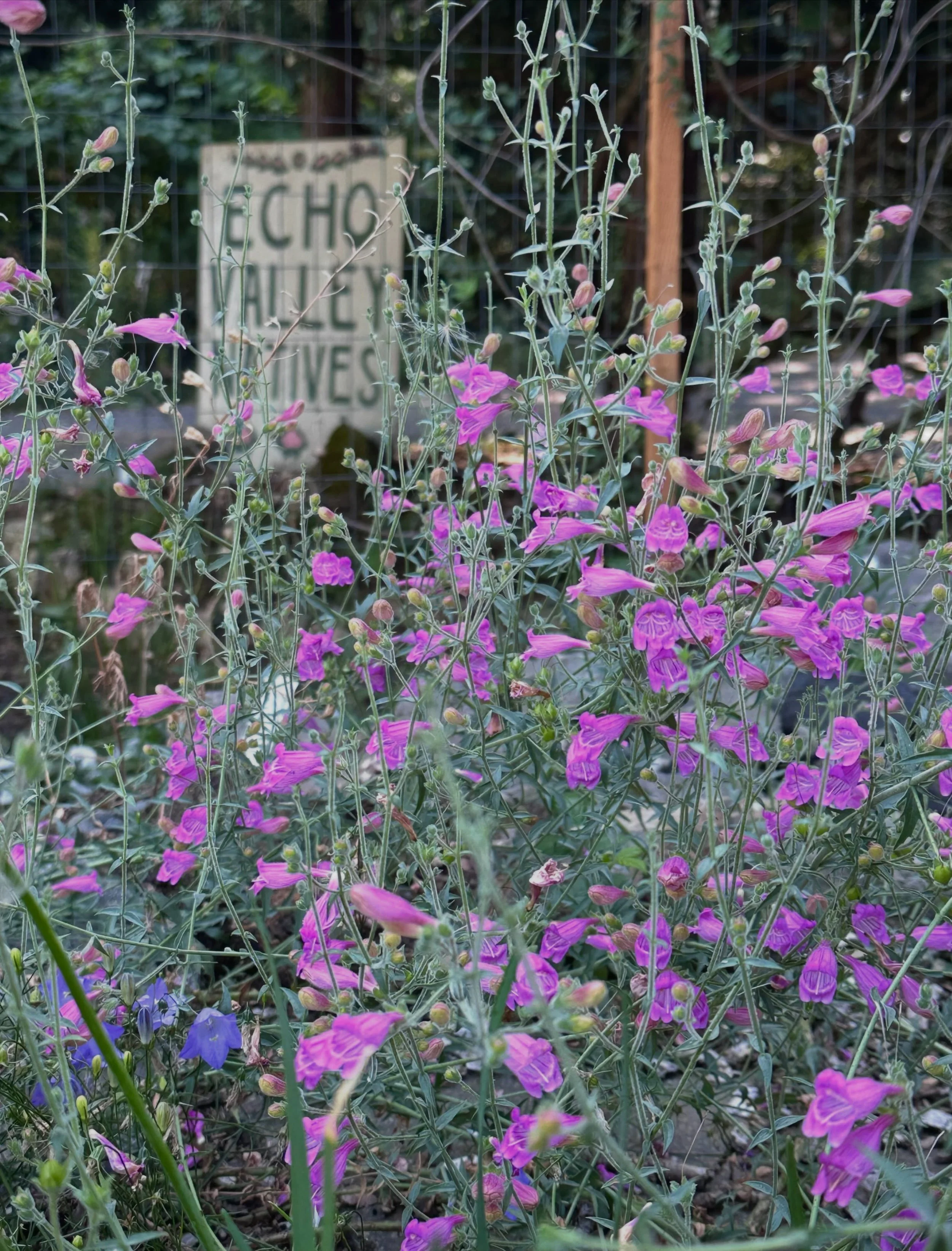 August vibes around Echo Valley&mdash;flowers, fruit, &amp; faded light through wildfire haze. Late summer bloomers have entered the arena and it&rsquo;s starting to feel like summer&rsquo;s on the downward slope! If you pay attention, you can alread