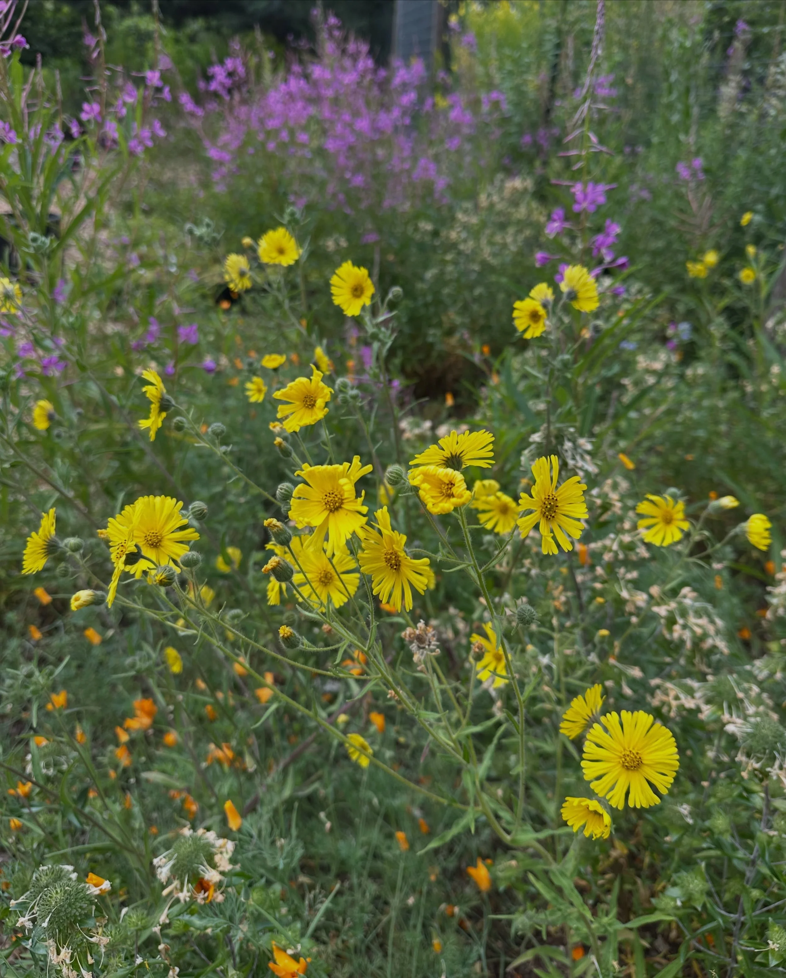 What a lovely summer we&rsquo;re having!  No harsh heat waves and cooling summer storms have the plants looking happy and healthy!  We hope you are getting out and enjoying all the beauty that is summer in the PNW. 

If you&rsquo;re driving up Mt Hoo