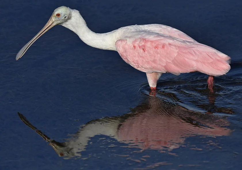 A Roseatte Spoonbill struts in Terra Ceia Bay. Bayshore Drive. Terra Ceia Island.