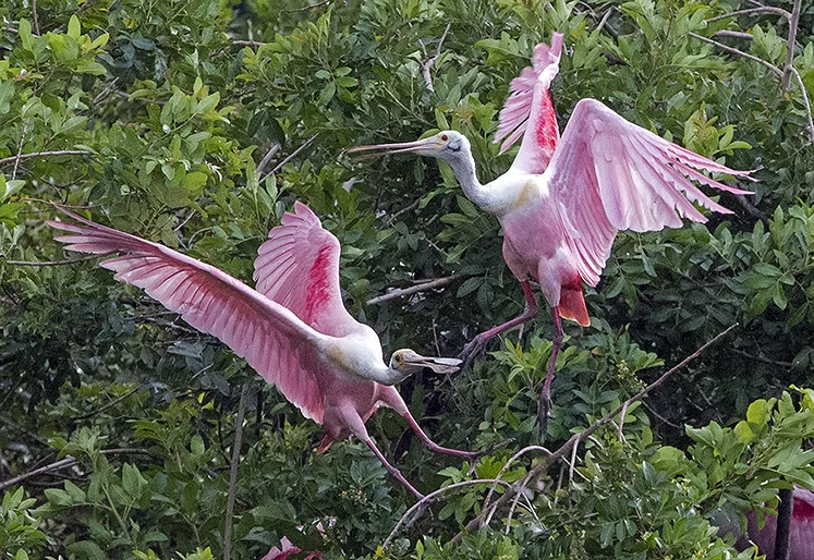 Although the spoonbill nests were buried deeper into the bushes, the Roseatte’s still made an appearance as they flew in and out of their rookery at Stick Marsh. These two birds were squawking over who was had the rights to this patch of greenery.