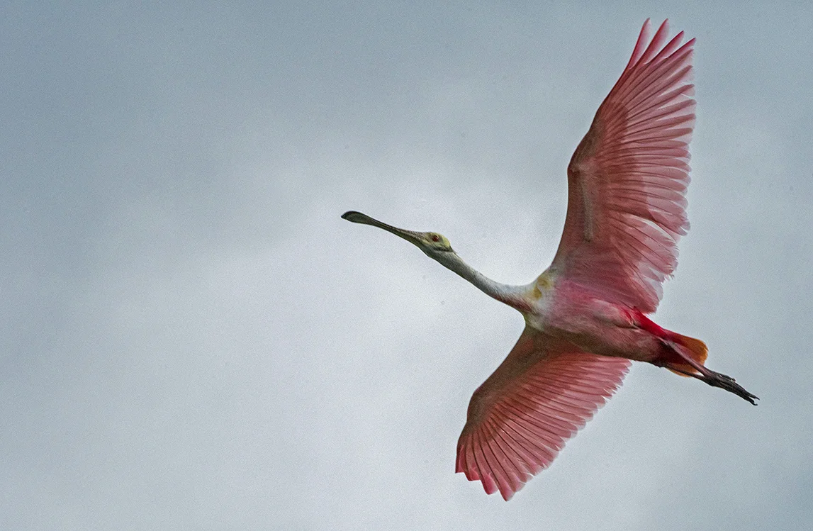 A Roseatte Spoonbill takes flight above the Stick Marsh rookery