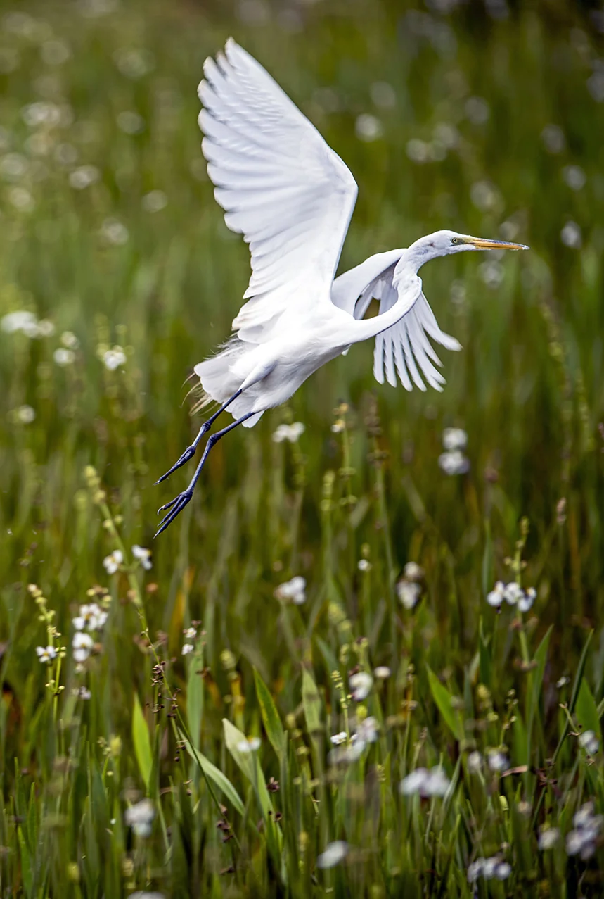 Found an egret lots off from the marsh @ Viera Wetlands