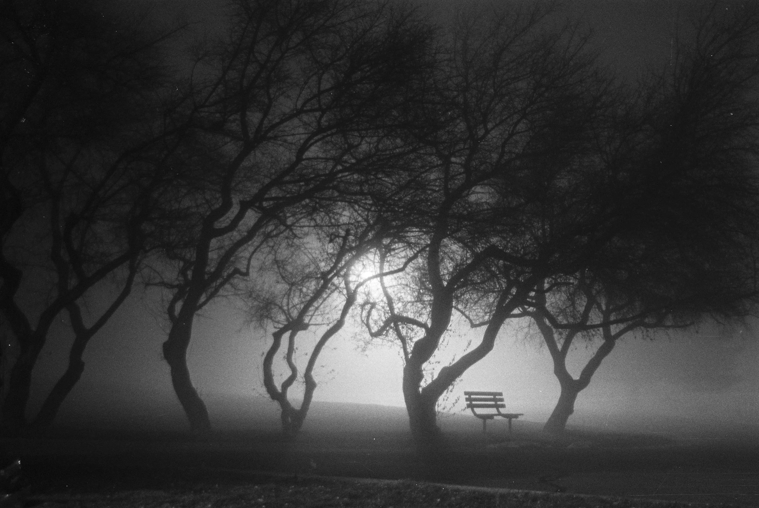 Cemetery Bench in Fog