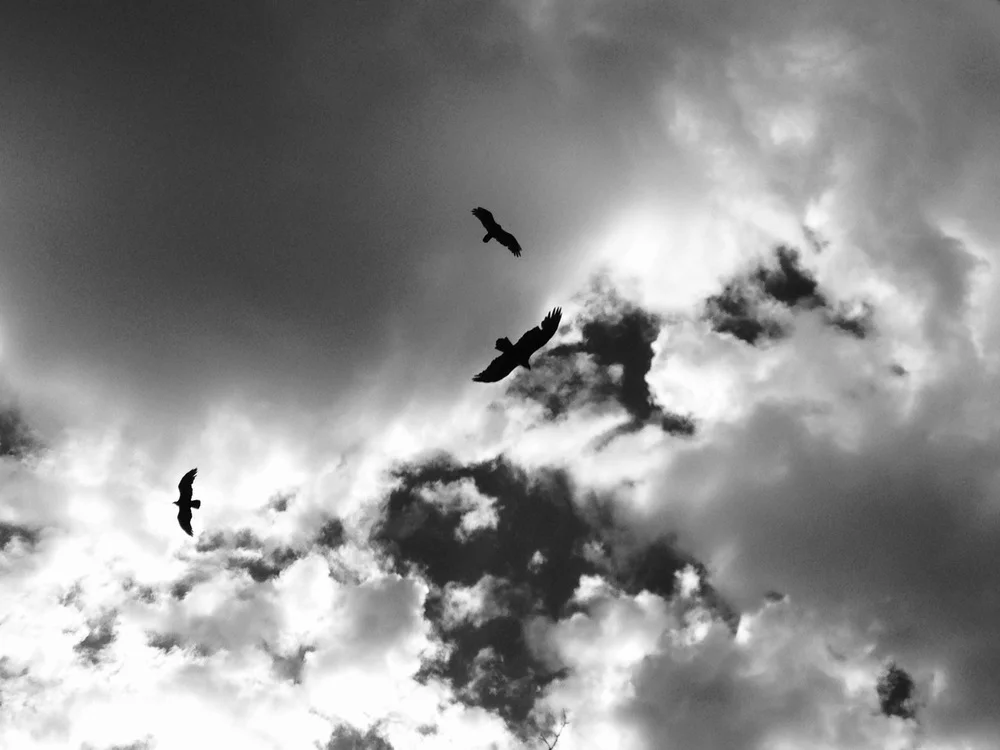 The Radical and Remarkable