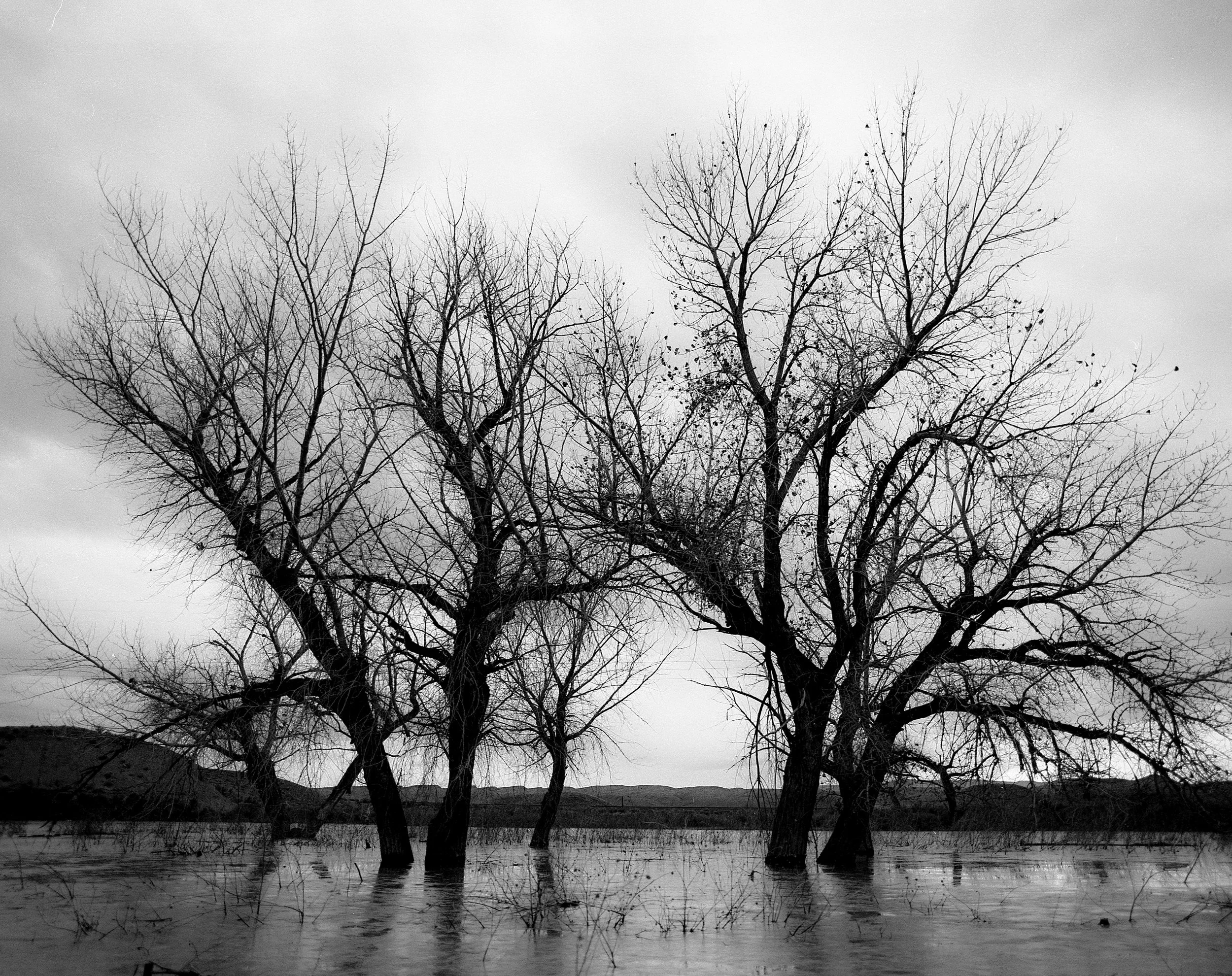 Cottonwoods on Price River