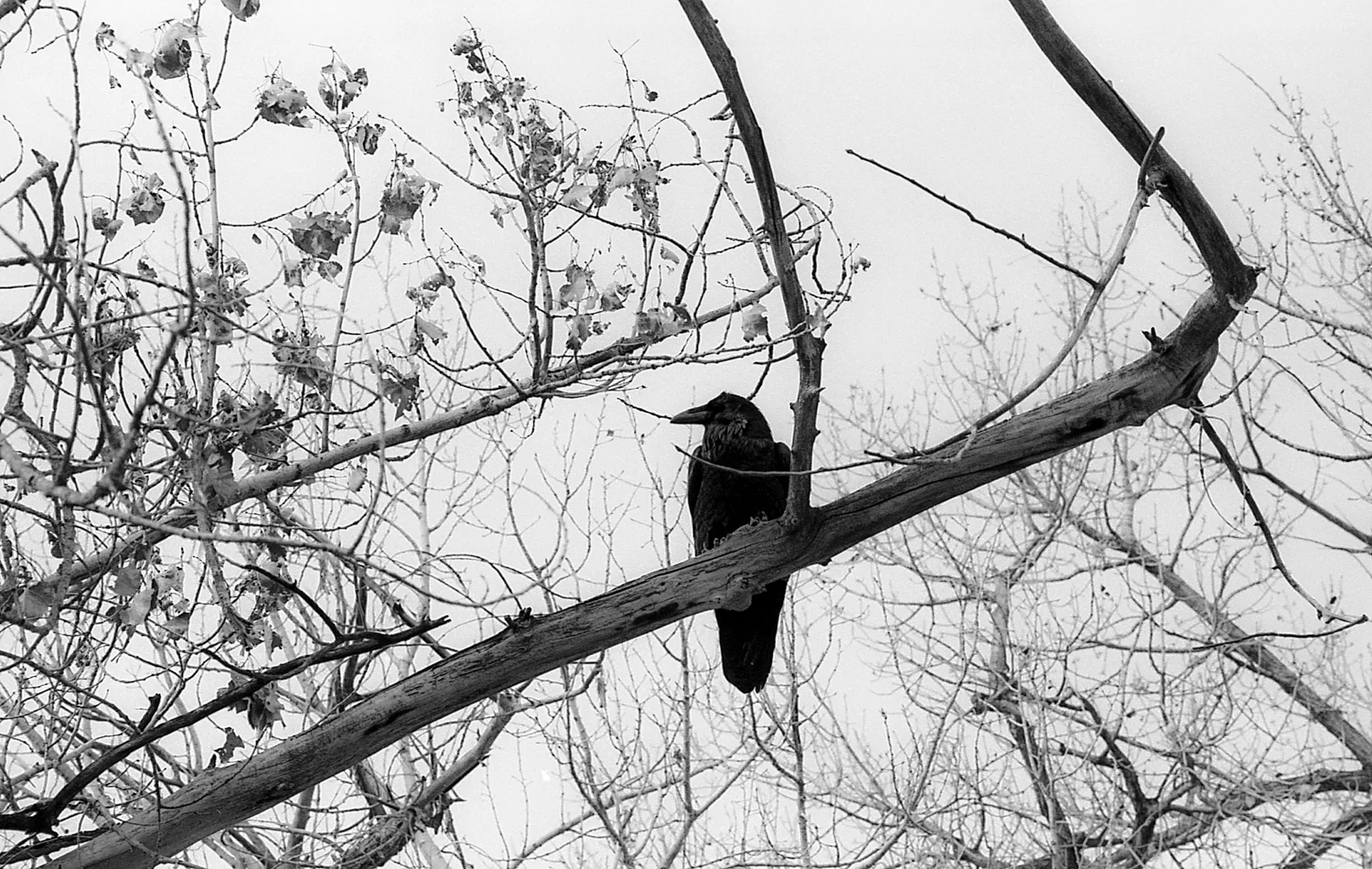 Conversations With Raven