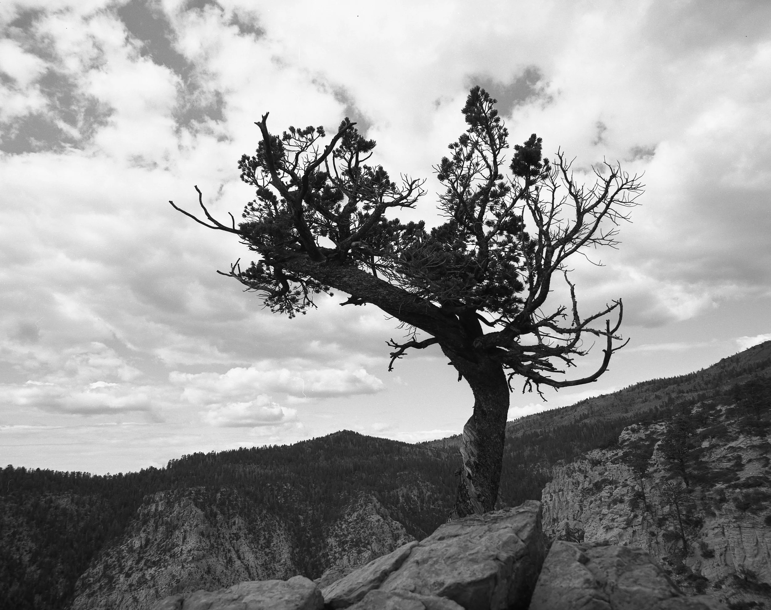 Pinyon Pine on Hell's Backbone