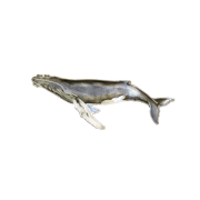 0041pin.png
