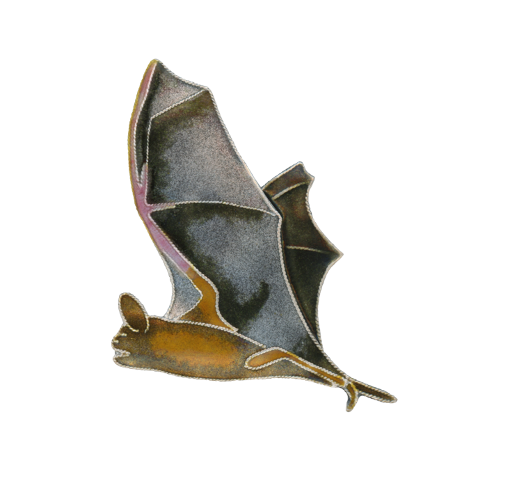 Free Tail Bat Pin_Clean Up copy.png