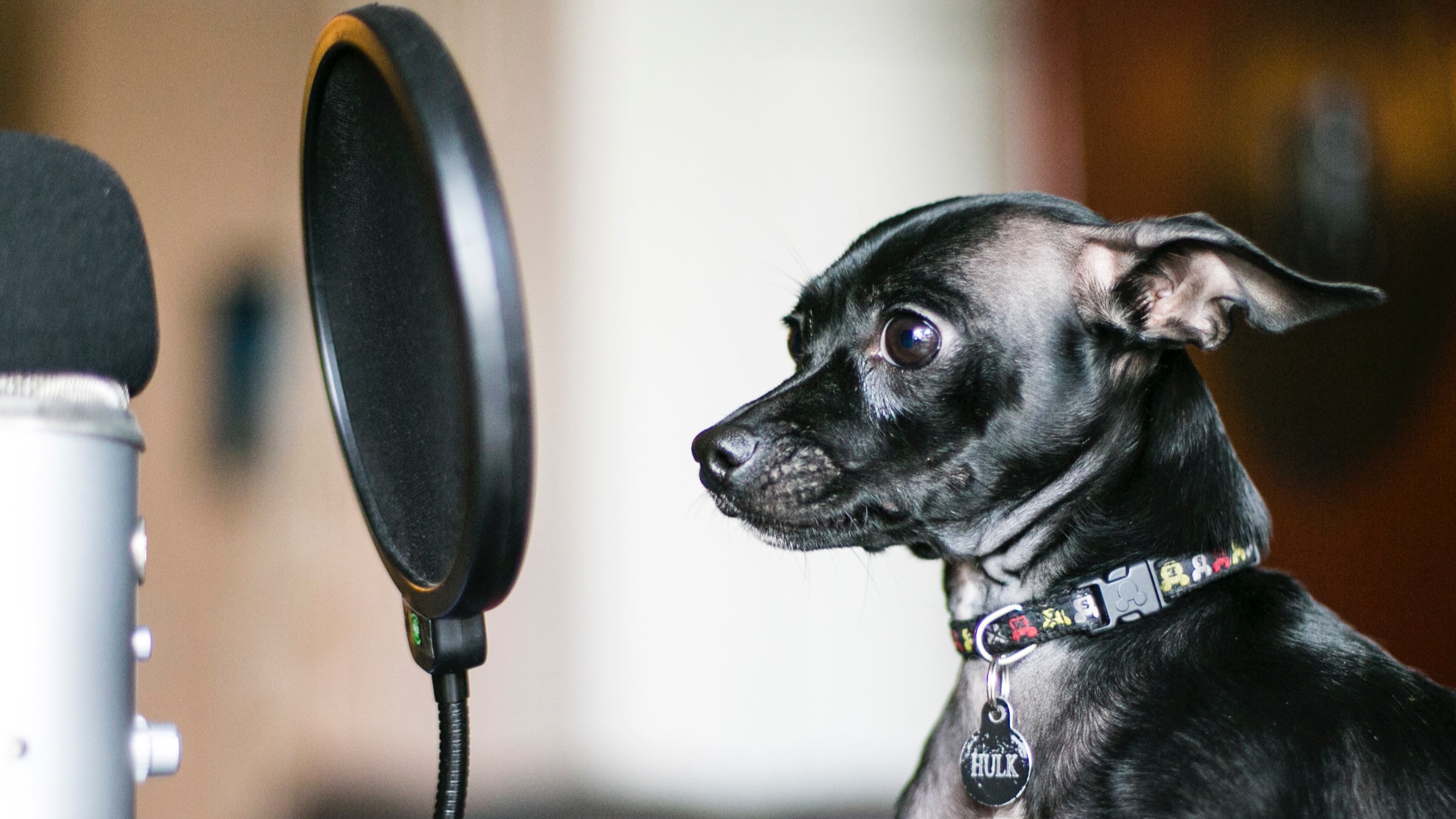 doggie+with+mic.jpg