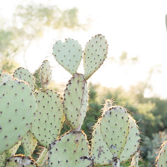 I love my Az desert, but whoa... these Northern Cali rolling hills have my photographer heart going 😍😍😍 and the temps aren&rsquo;t too shabby either!! We are hanging with the family today and headed to the Santa Cruz boardwalk tomorrow before emba